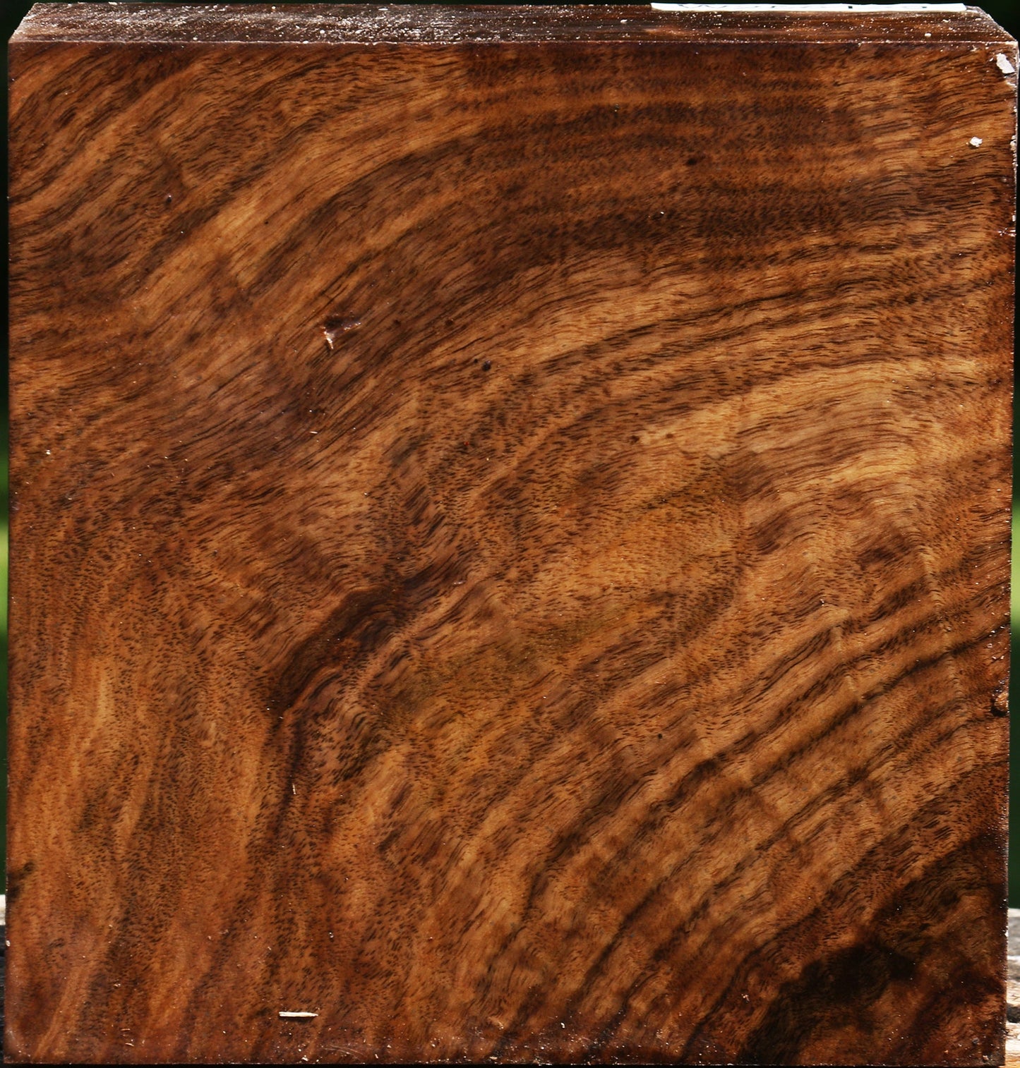 Extra Fancy Claro Walnut Bowl Blank
