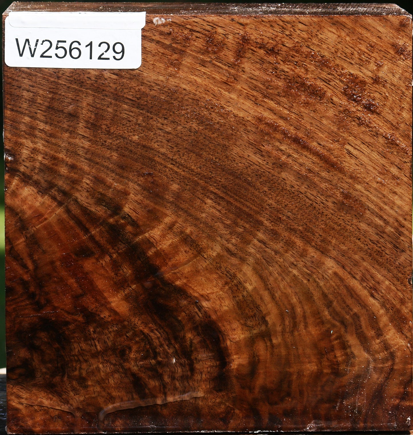 Extra Fancy Claro Walnut Bowl Blank
