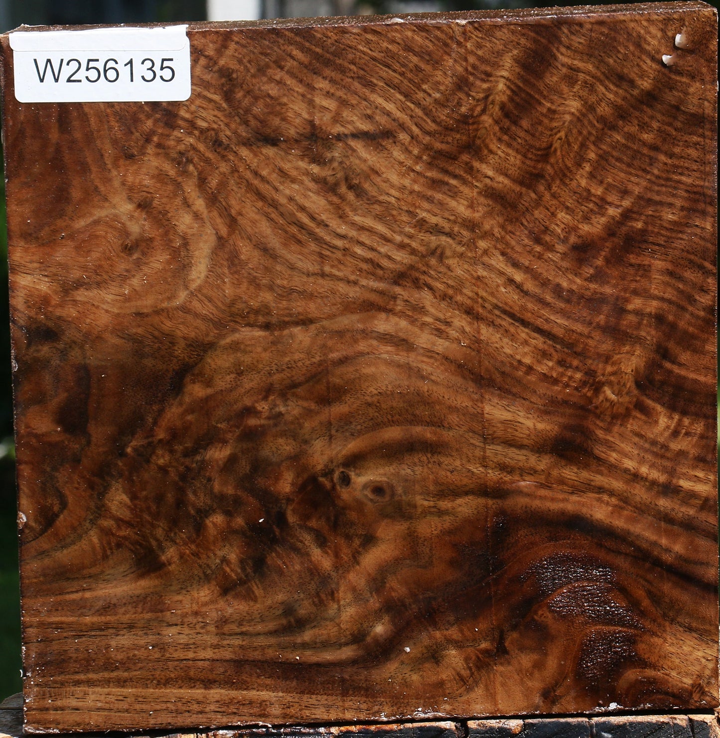 Extra Fancy Claro Walnut Bowl Blank