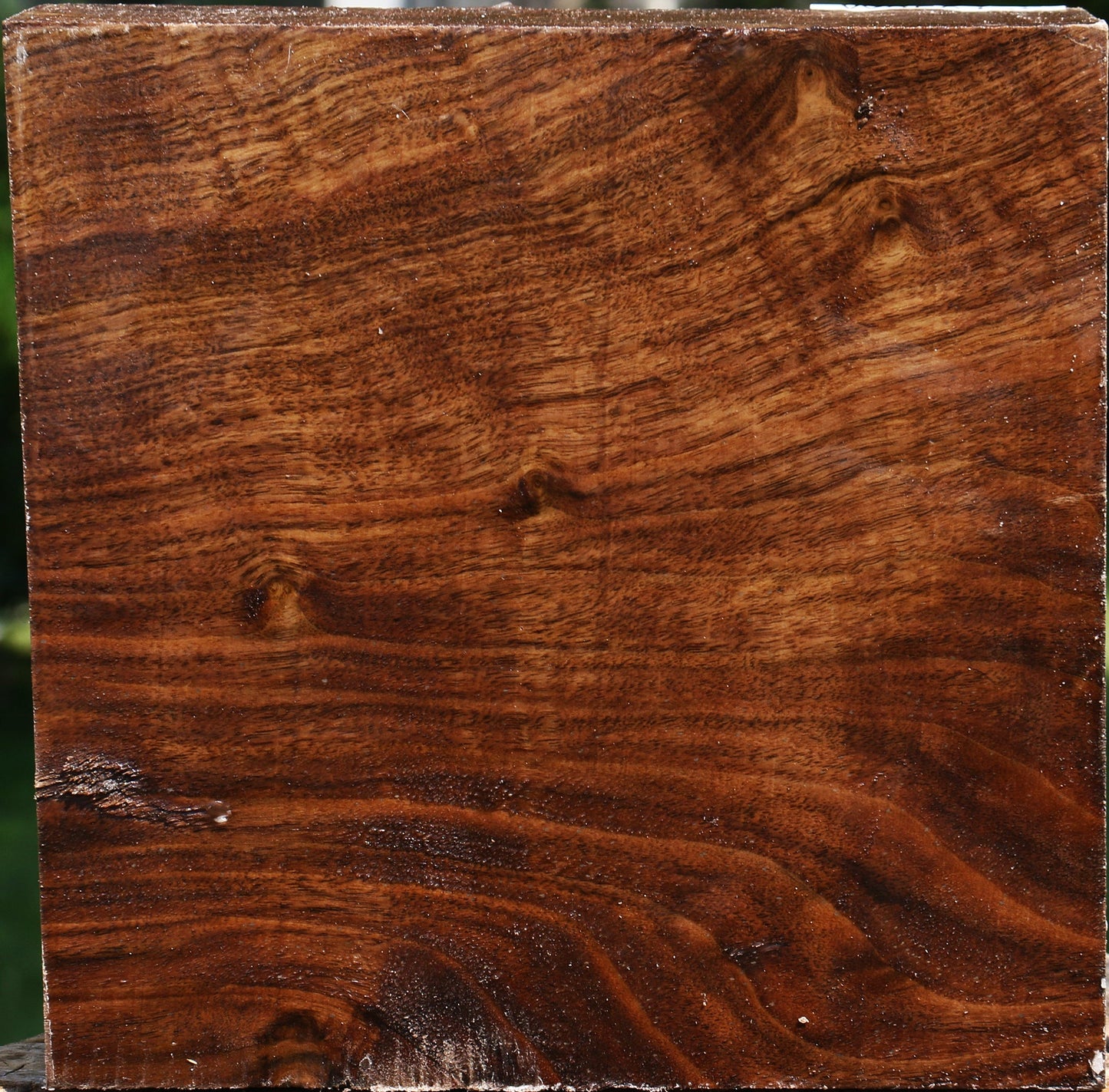 Extra Fancy Claro Walnut Bowl Blank