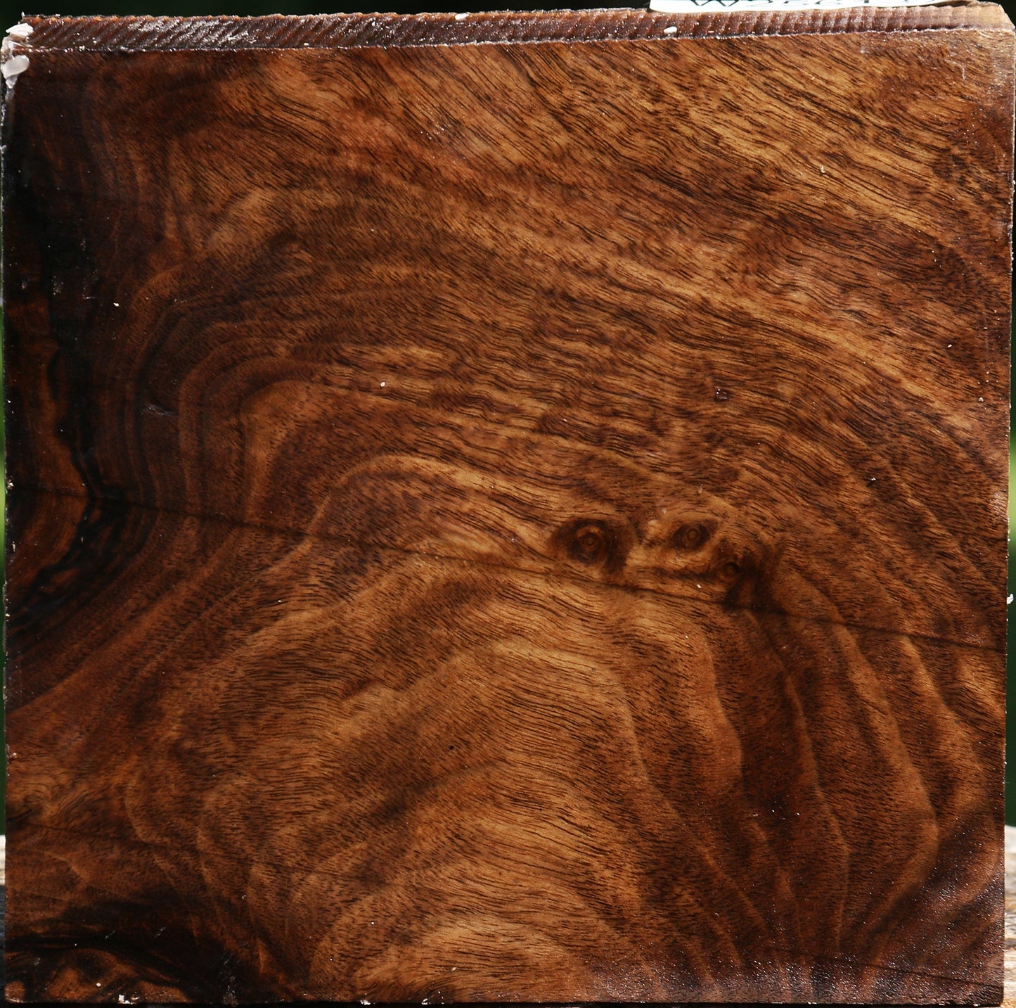 Claro Walnut Bowl Blank