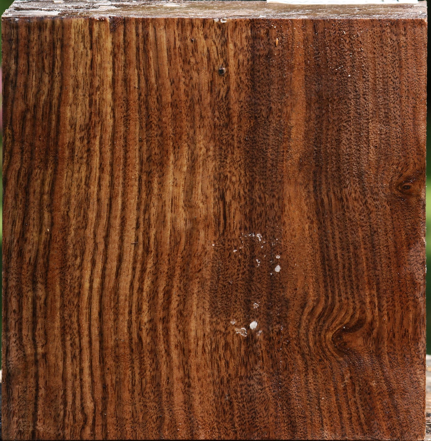 Claro Walnut Bowl Blank