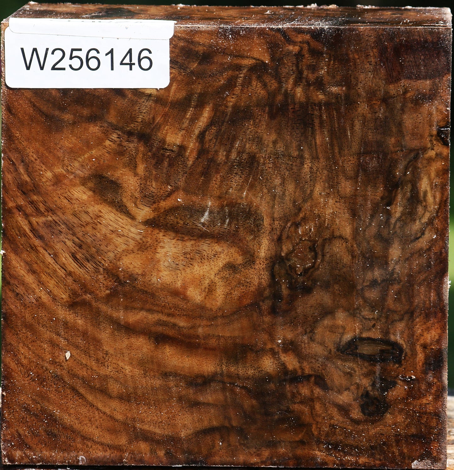Extra Fancy Claro Walnut Bowl Blank