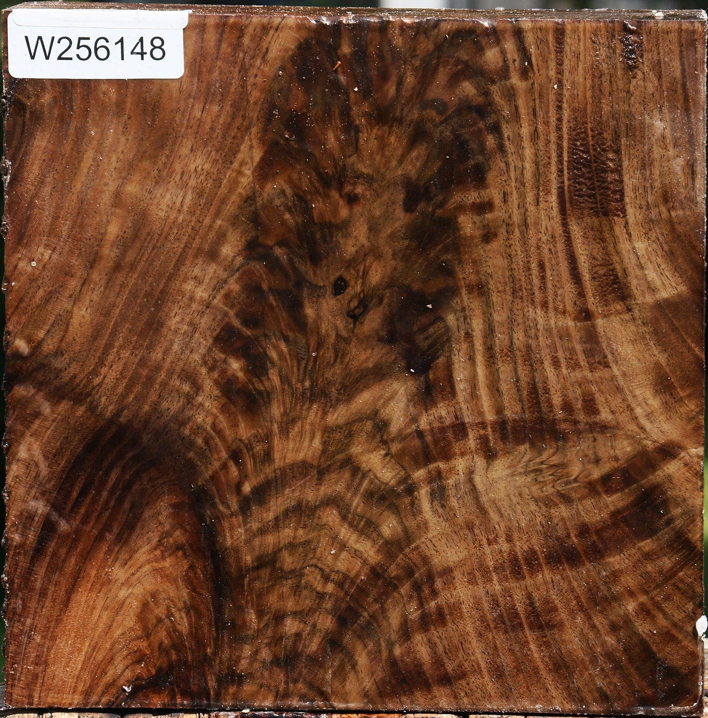 Extra Fancy Claro Walnut Bowl Blank
