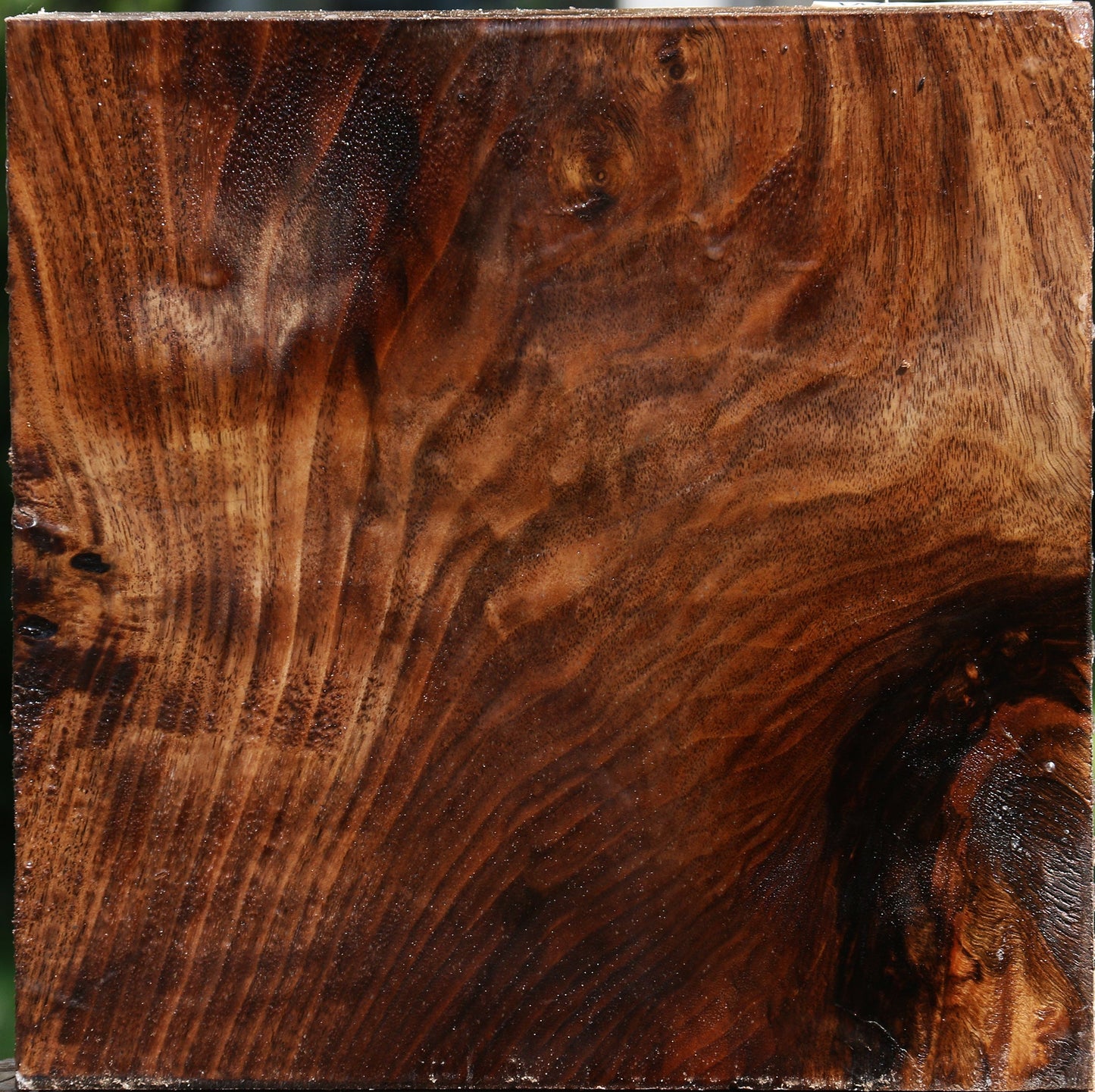Extra Fancy Claro Walnut Bowl Blank