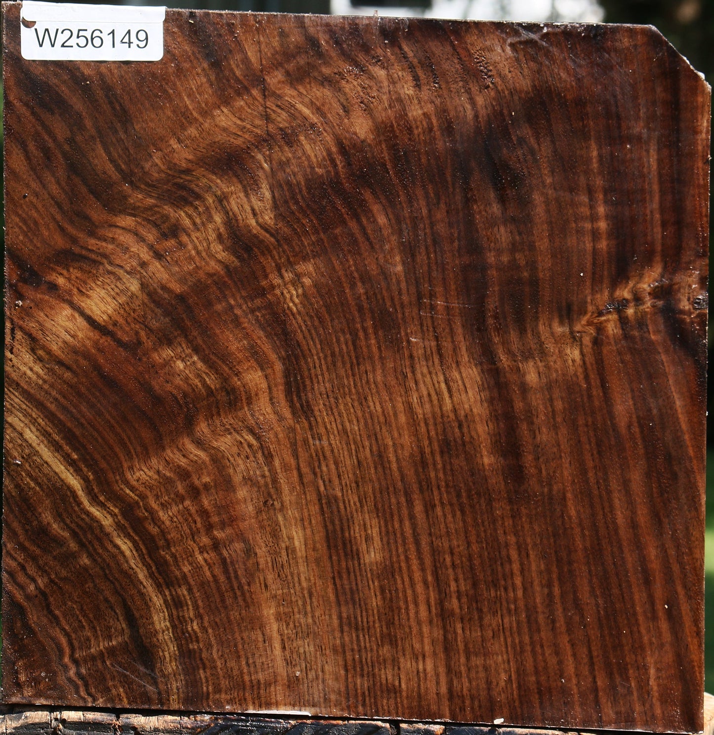 Extra Fancy Claro Walnut Bowl Blank