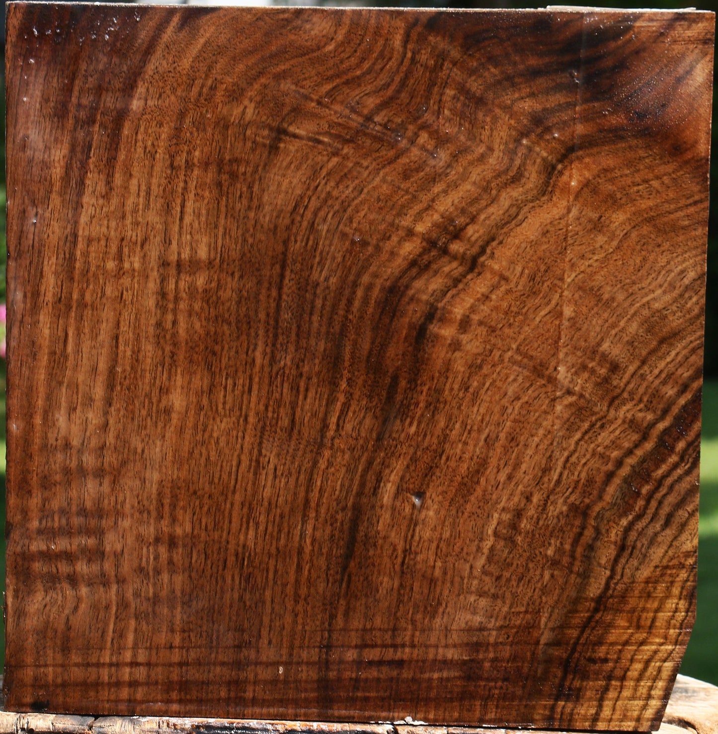 Extra Fancy Claro Walnut Bowl Blank