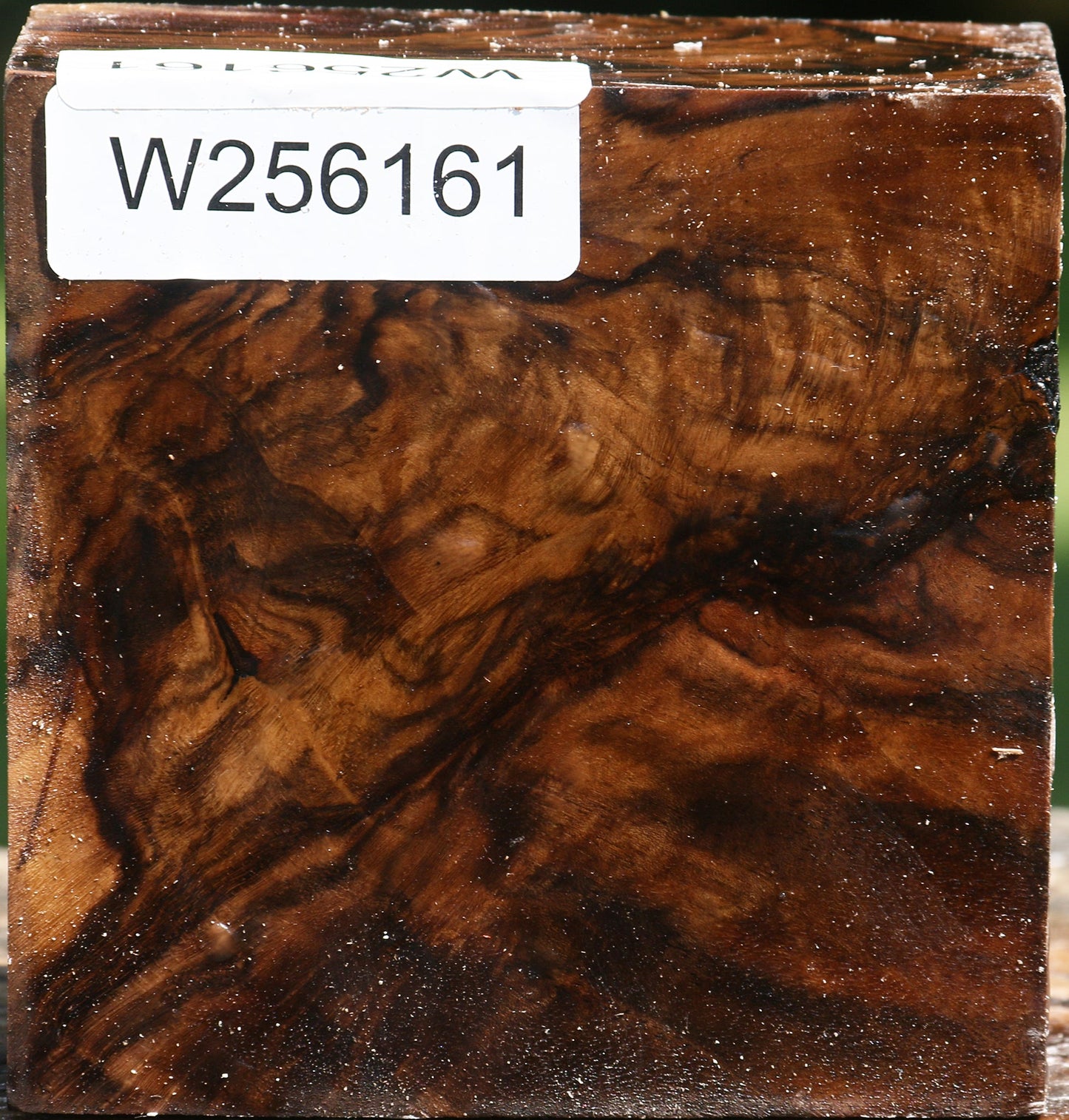 Extra Fancy Claro Walnut Bowl Blank