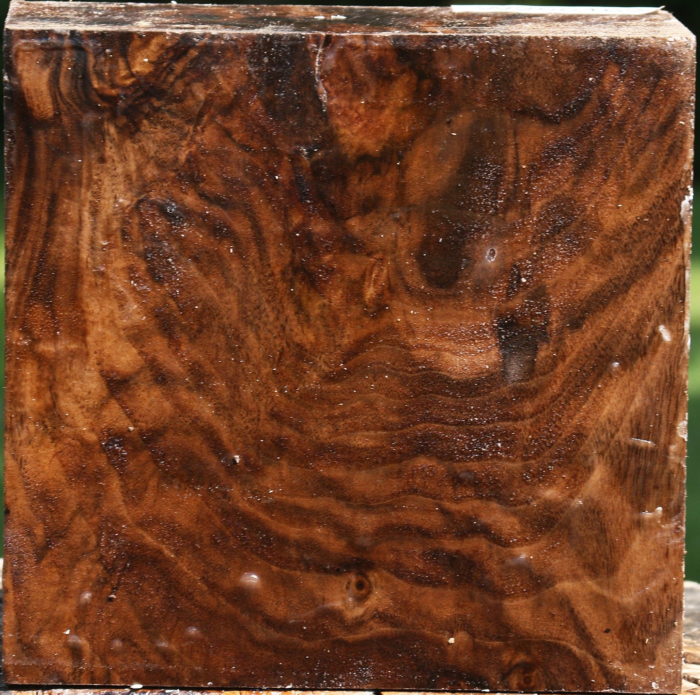 Extra Fancy Claro Walnut Bowl Blank