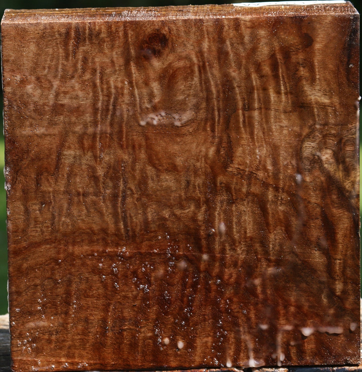 Extra Fancy Claro Walnut Bowl Blank