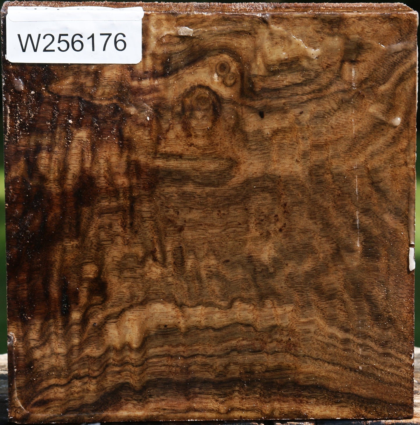 Extra Fancy Claro Walnut Bowl Blank