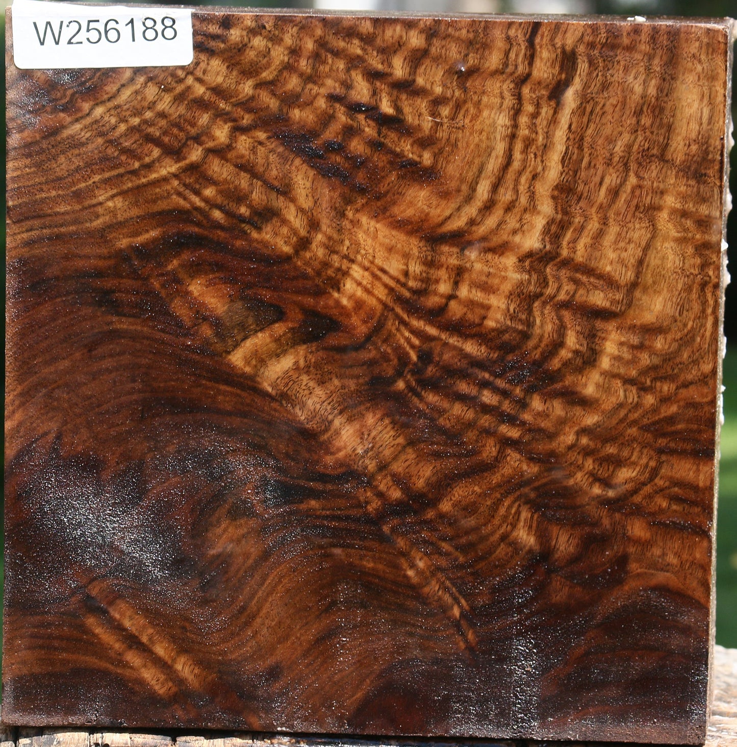 Extra Fancy Claro Walnut Bowl Blank
