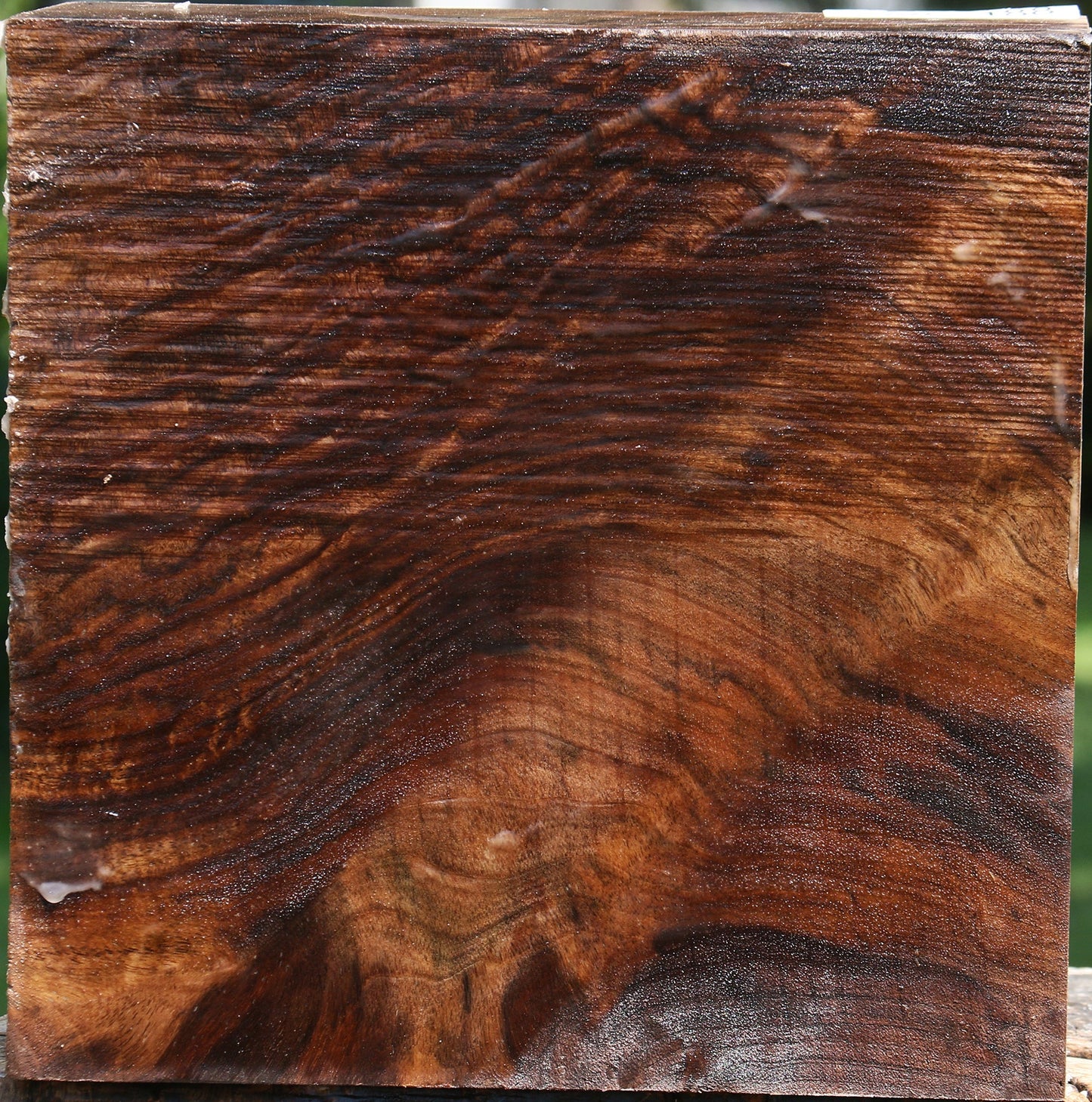 Extra Fancy Claro Walnut Bowl Blank