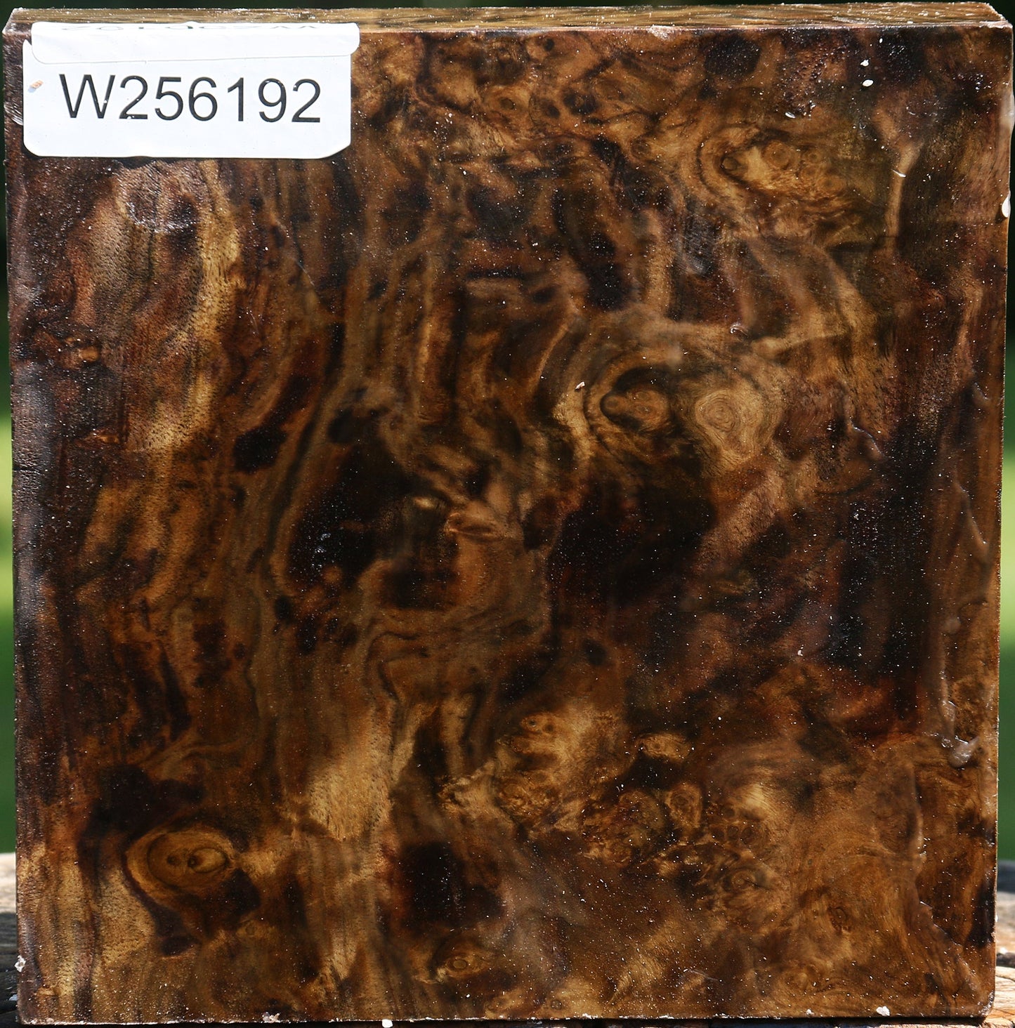 Claro Walnut Burl Bowl Blank