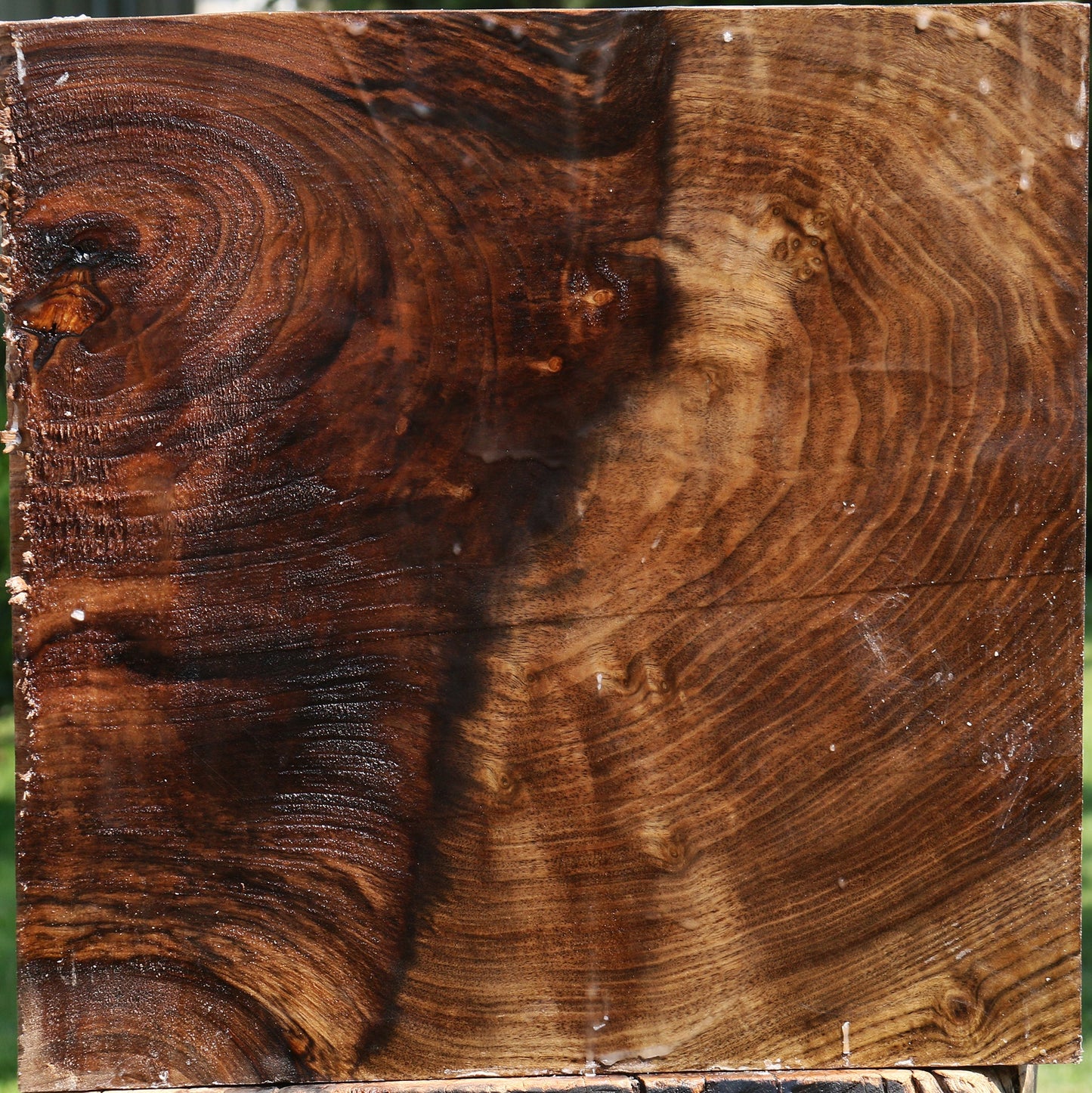 Grafted Claro/English Walnut Platter Blank