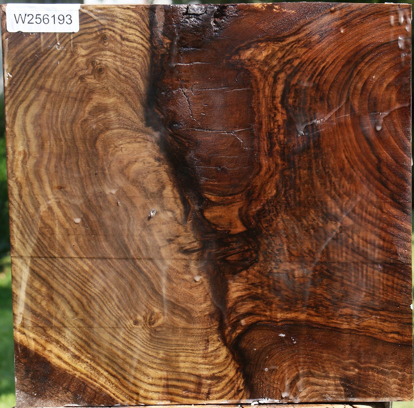 Grafted Claro/English Walnut Platter Blank