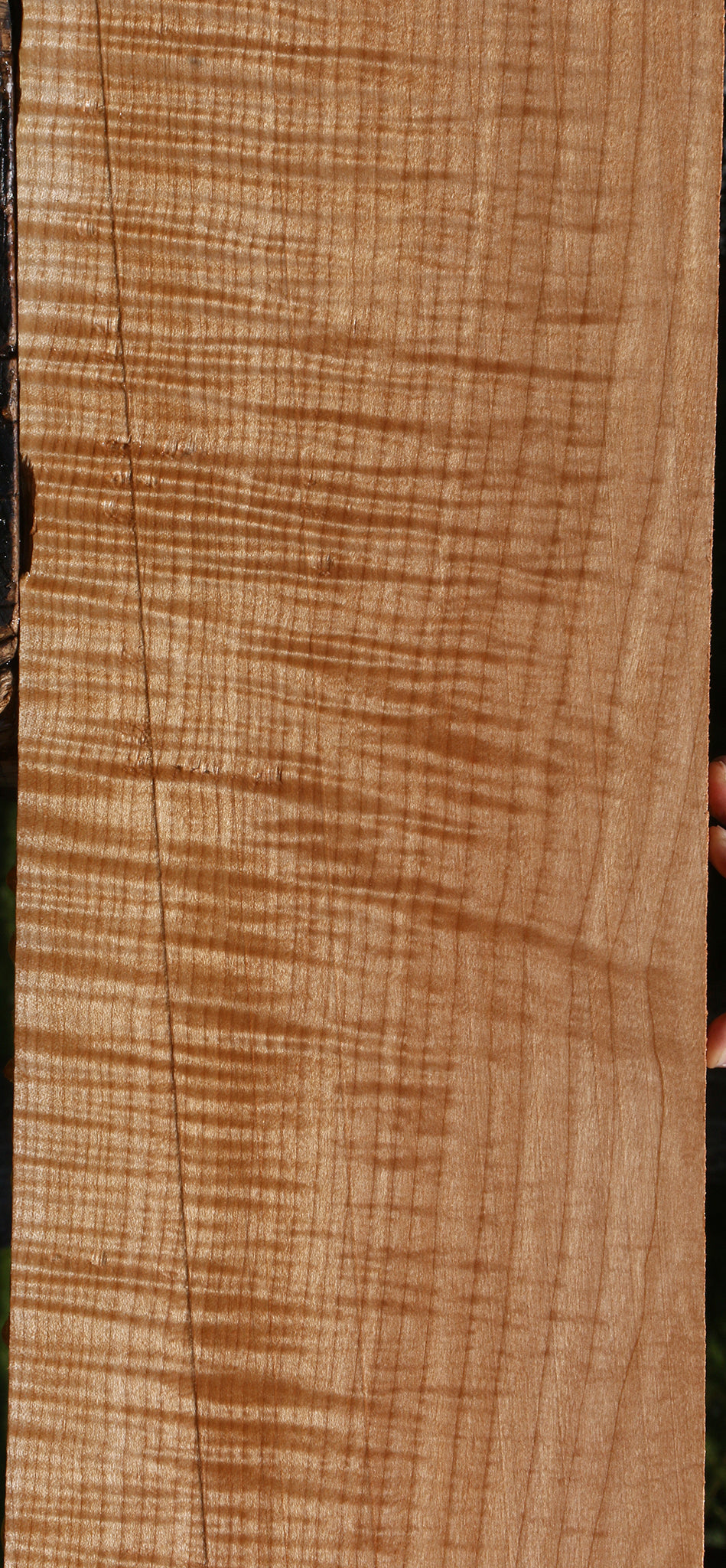 Extra Fancy Maple Lumber