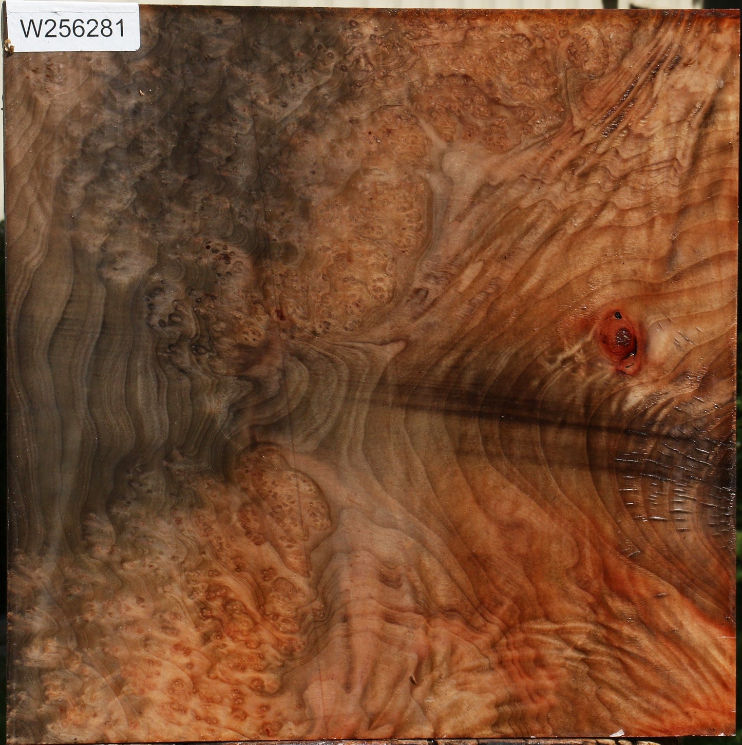 Madrone Burl Bowl Blank