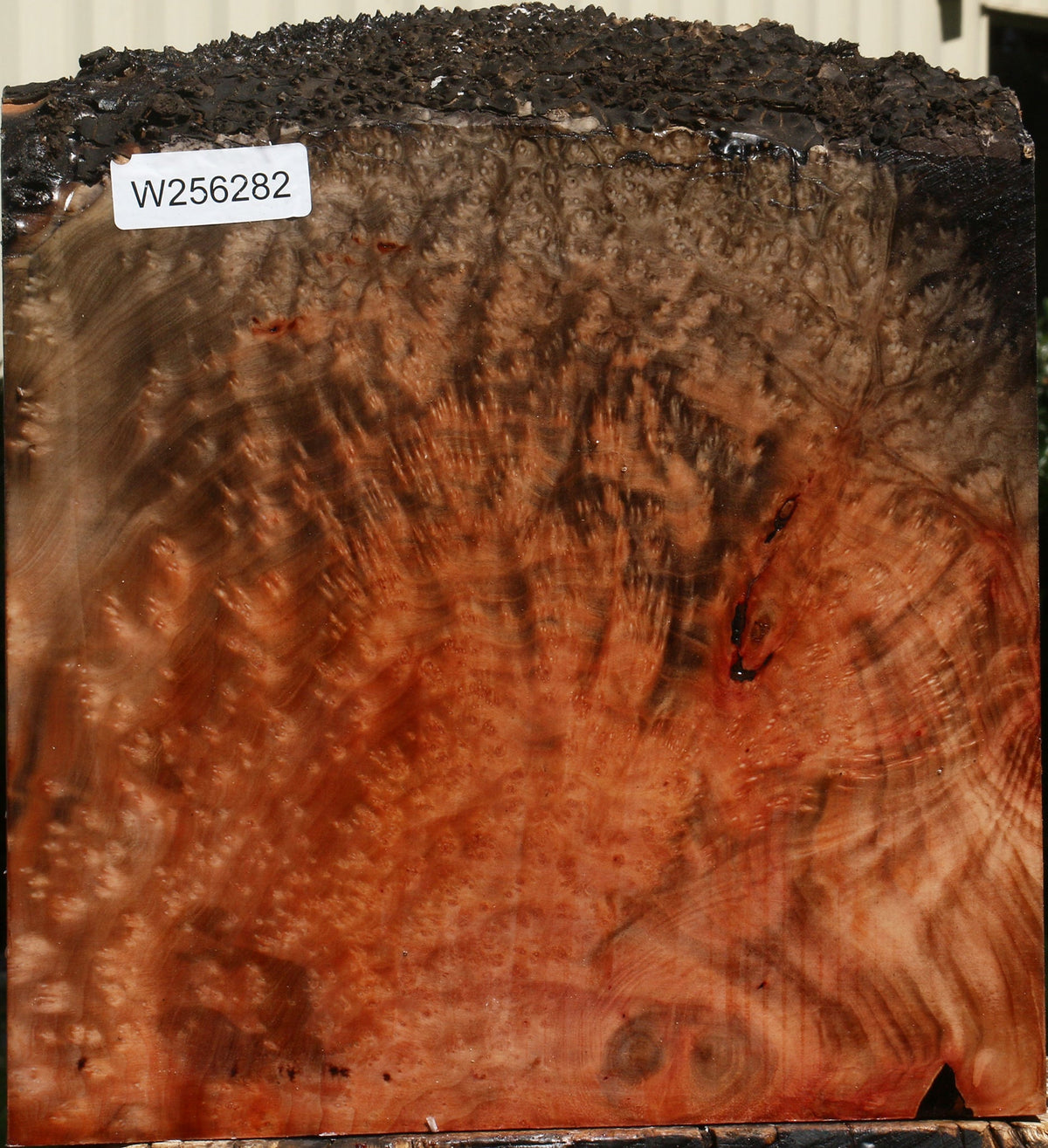 Madrone Burl Live Edge Turning Blank