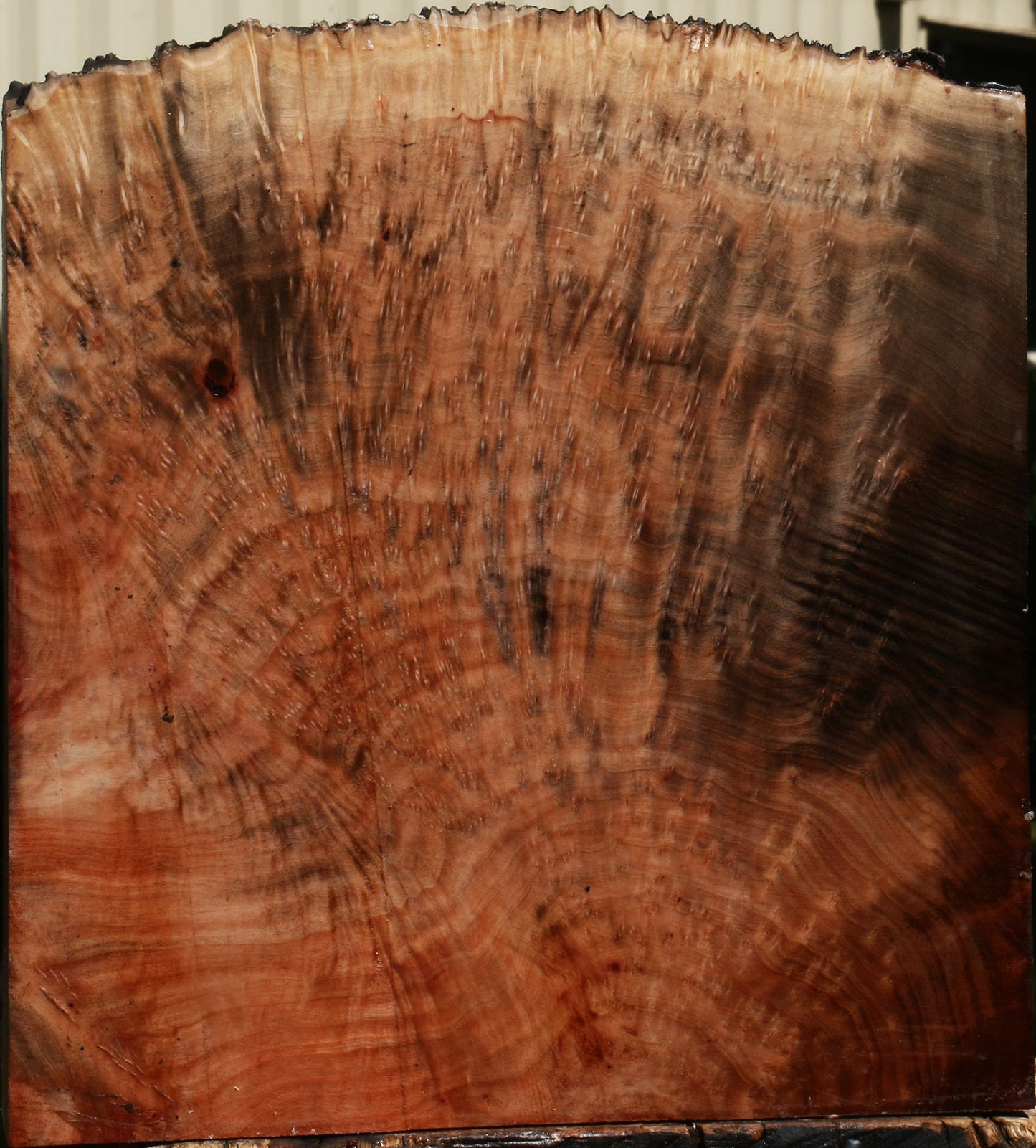 Madrone Burl Live Edge Turning Blank