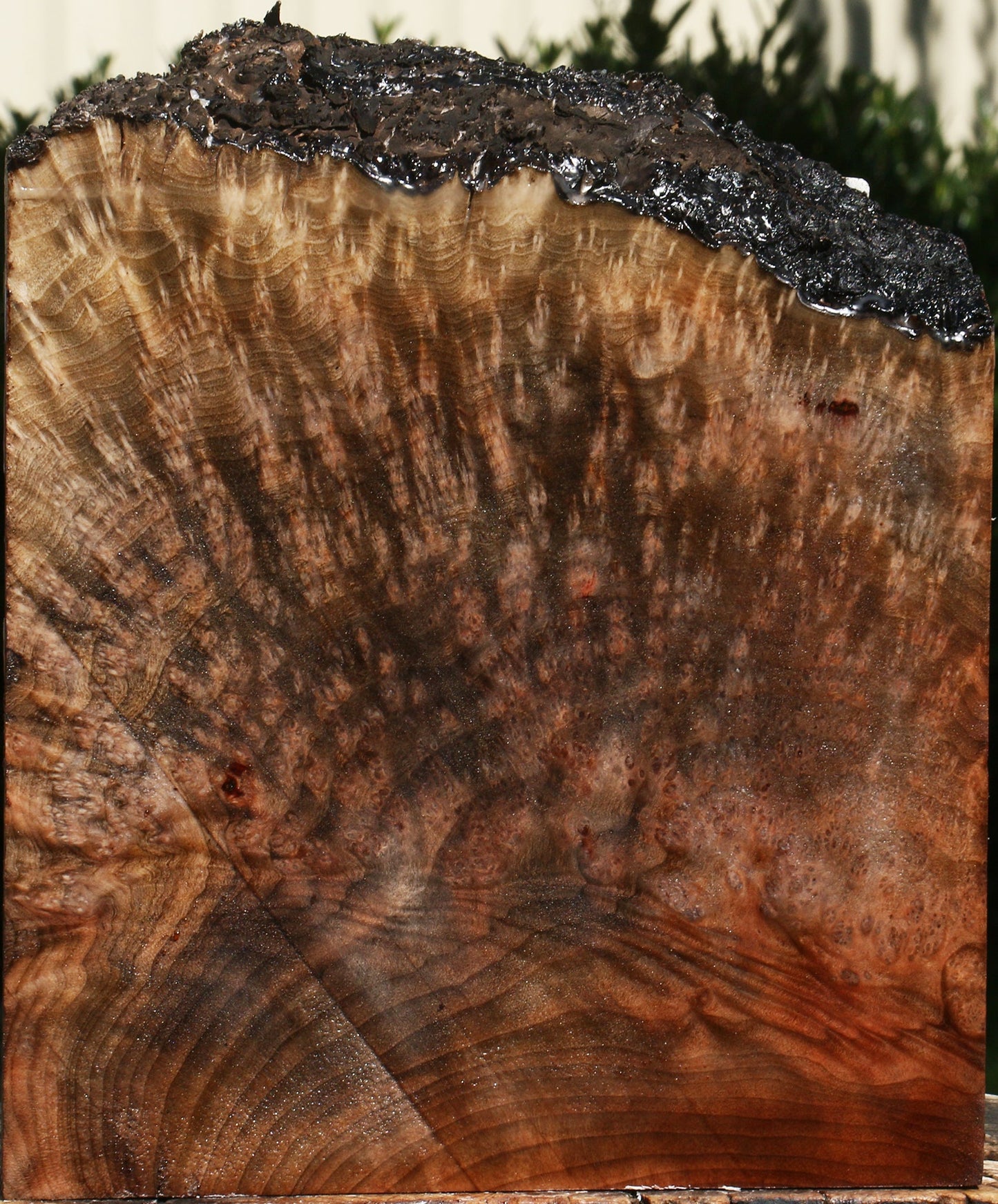 Madrone Burl Live Edge Turning Blank