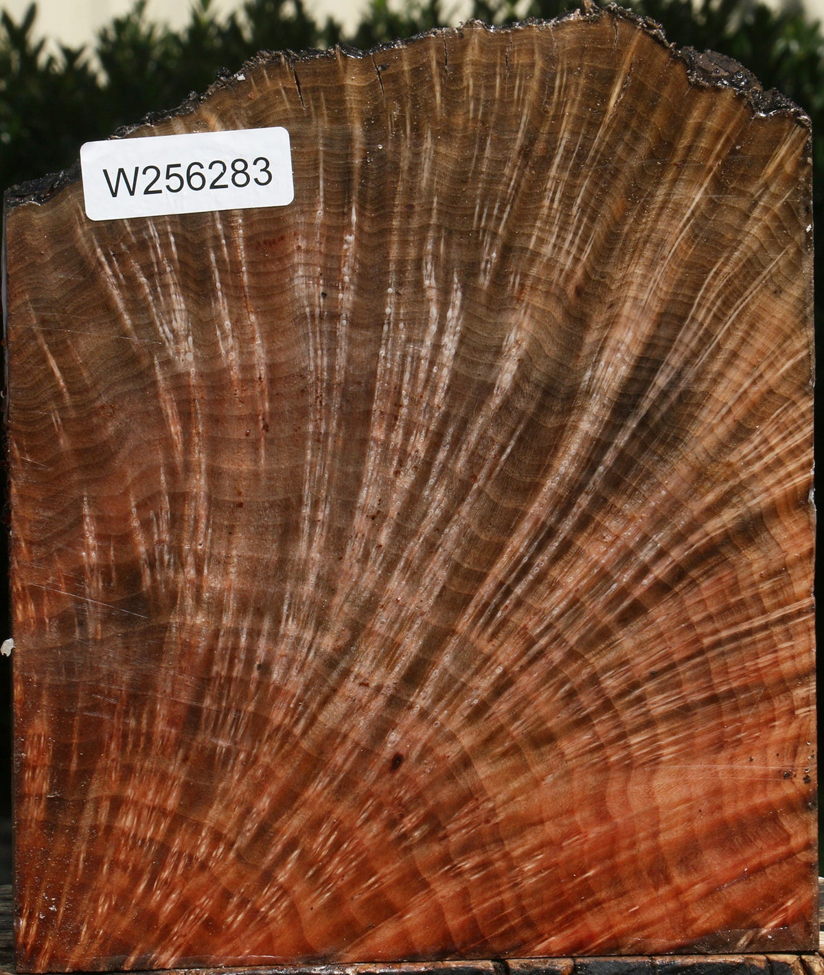 Madrone Burl Live Edge Turning Blank