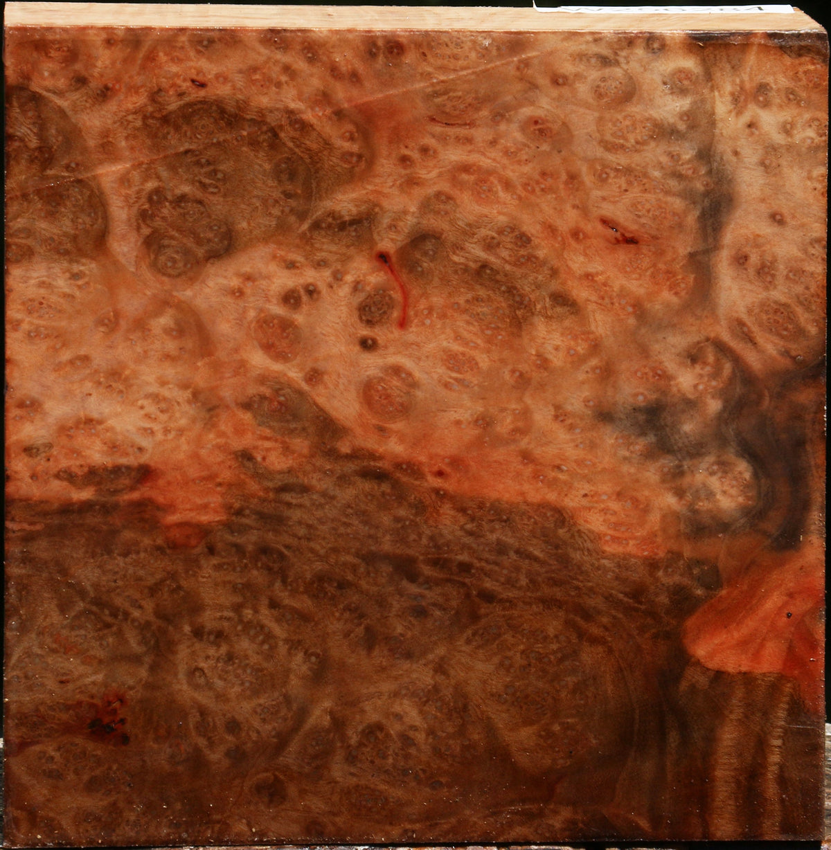 Madrone Burl Bowl Blank