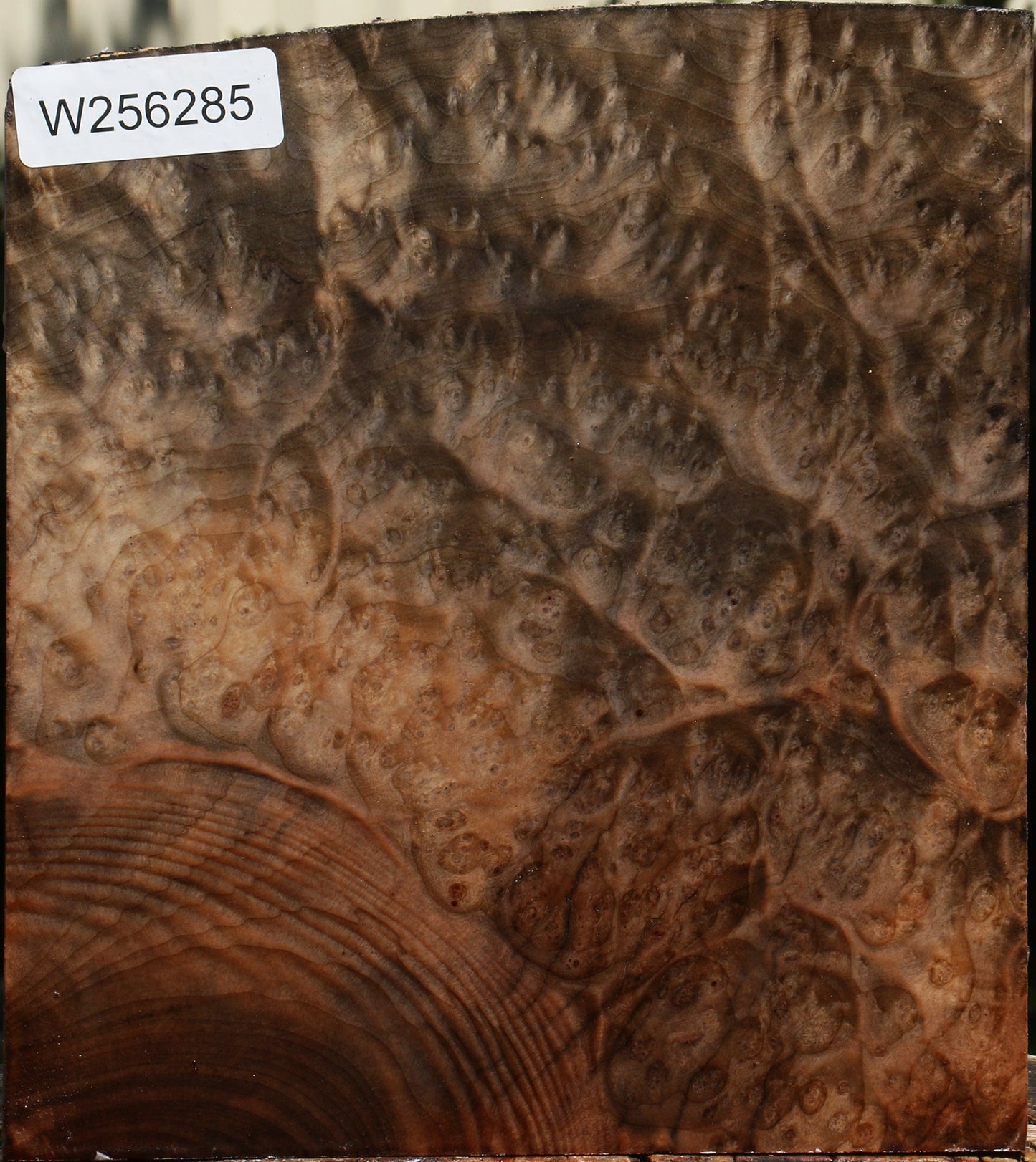 Madrone Burl Live Edge Turning Blank