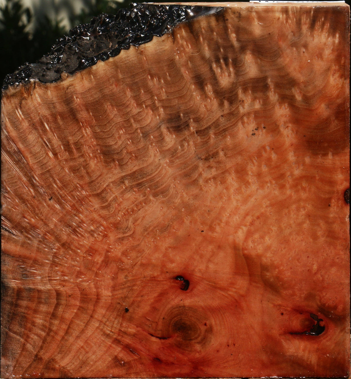 Madrone Burl Live Edge Turning Blank