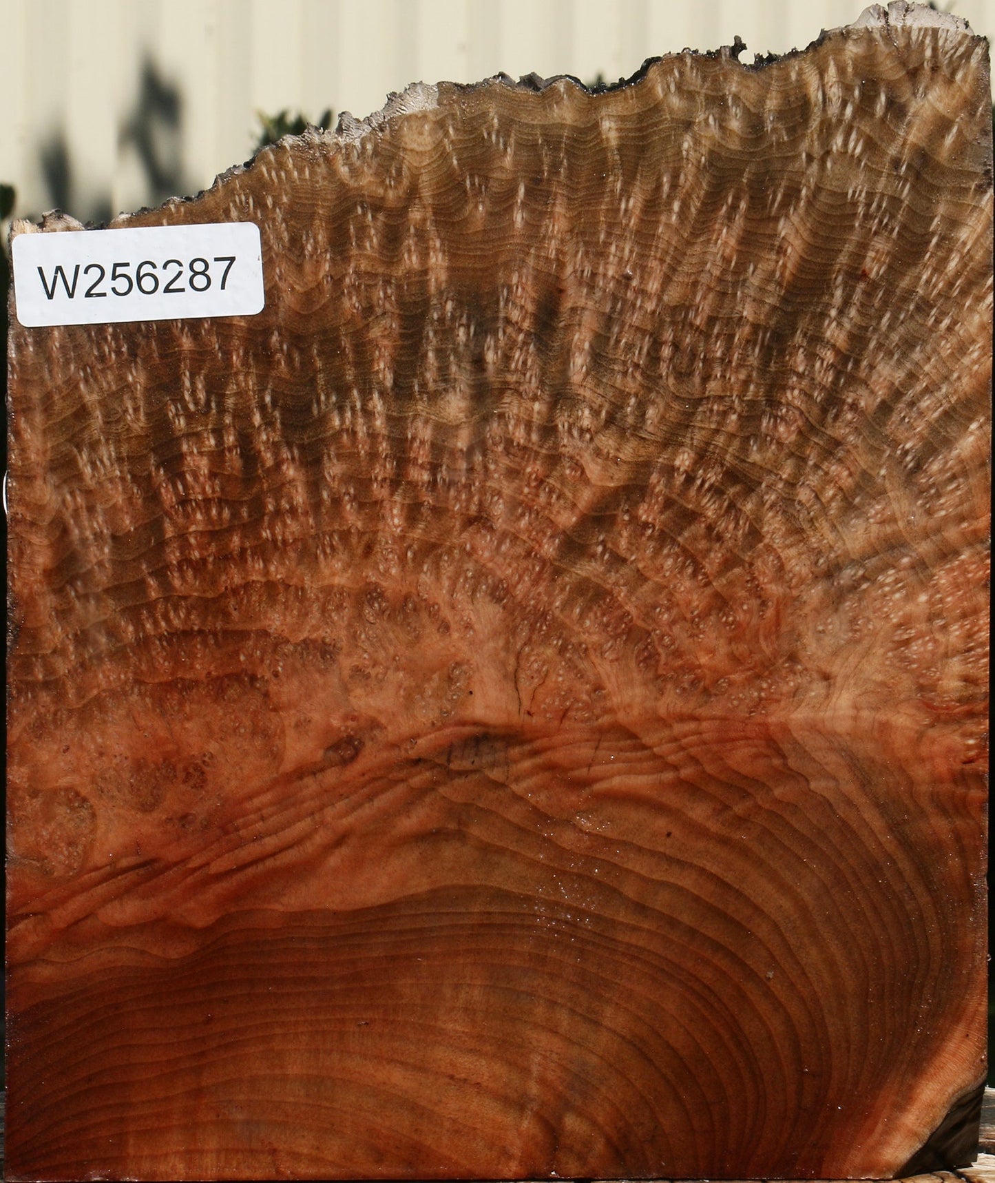 Extra Fancy Madrone Burl Live Edge Turning Blank
