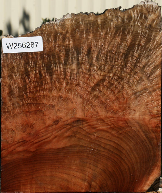 Extra Fancy Madrone Burl Live Edge Turning Blank