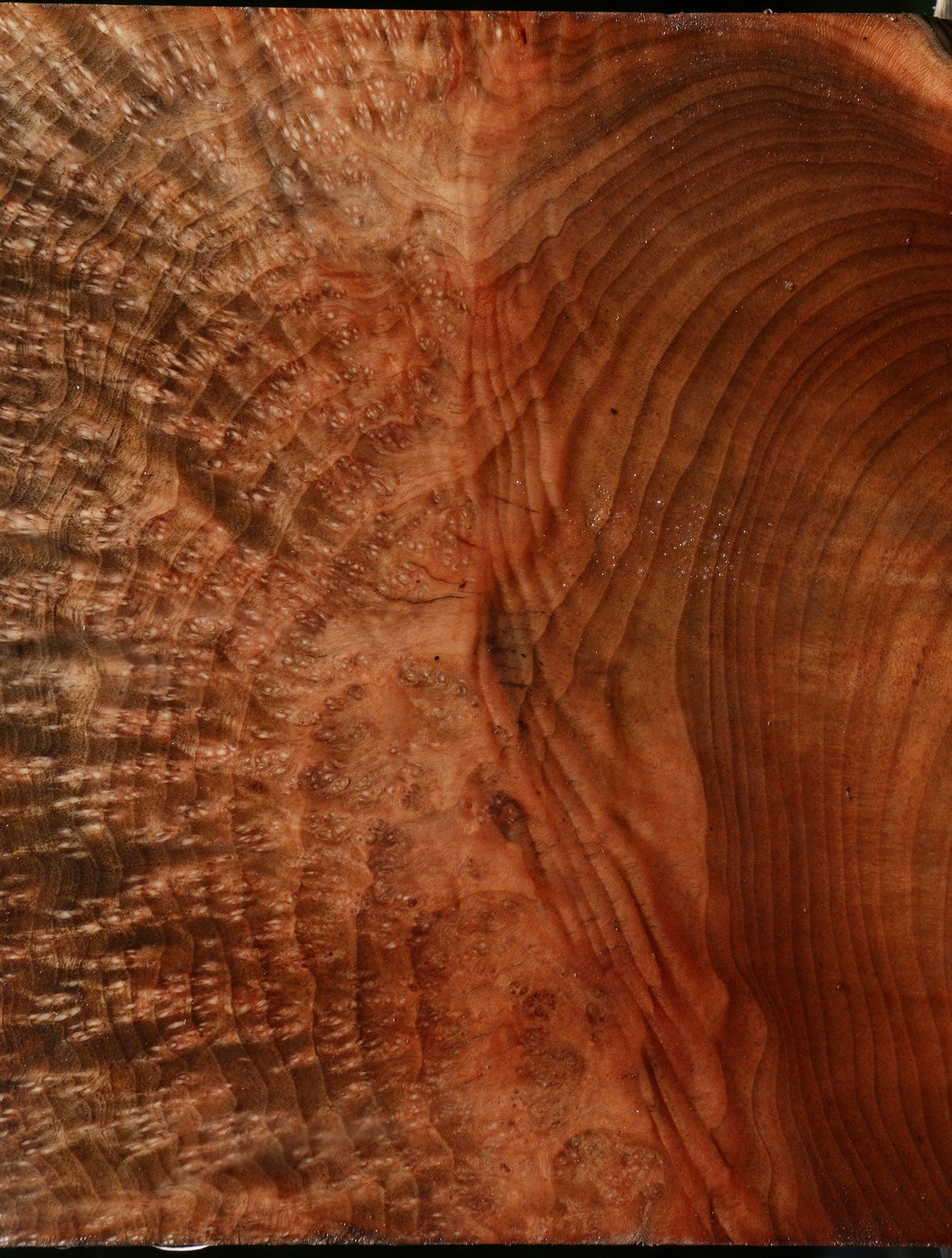 Extra Fancy Madrone Burl Live Edge Turning Blank