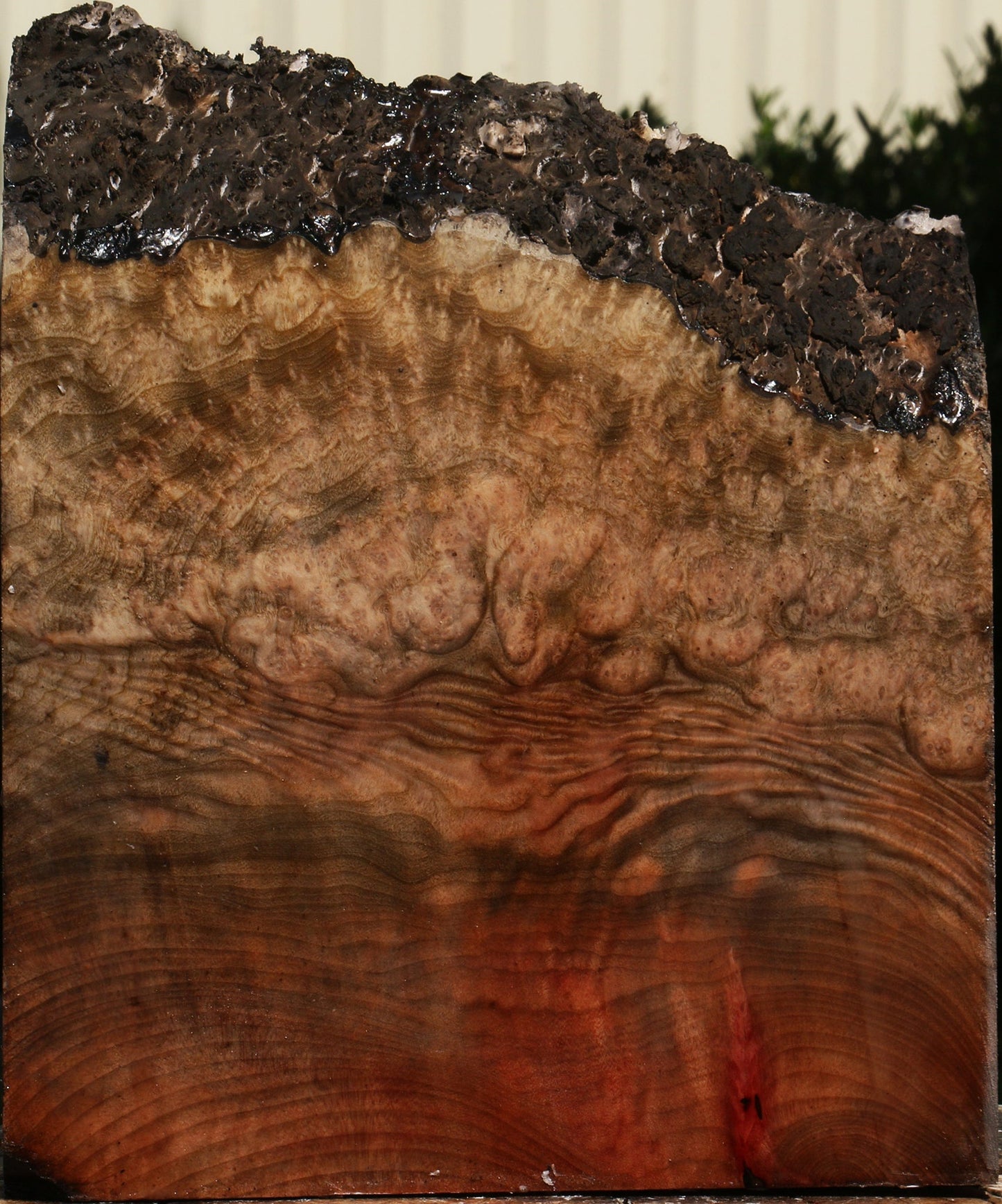 Extra Fancy Madrone Burl Live Edge Turning Blank