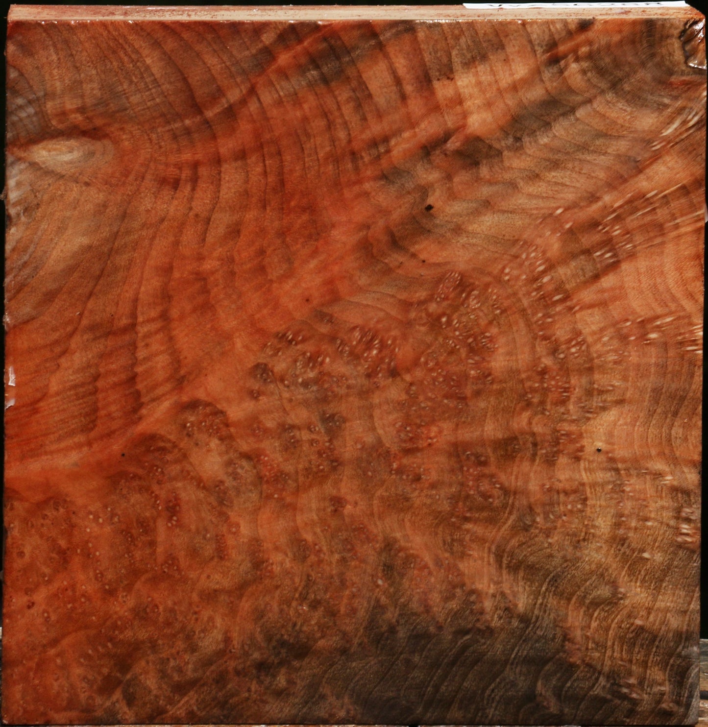 Madrone Burl Bowl Blank