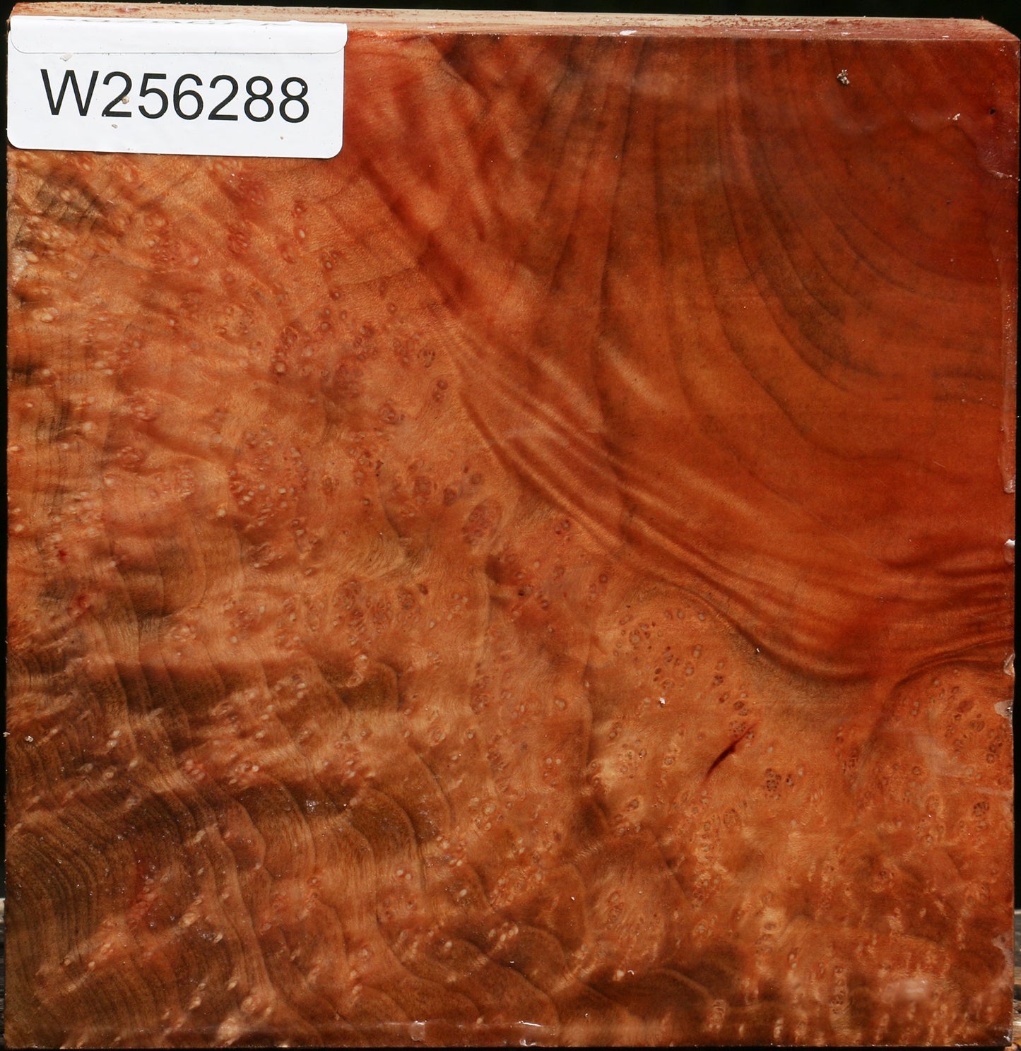 Madrone Burl Bowl Blank