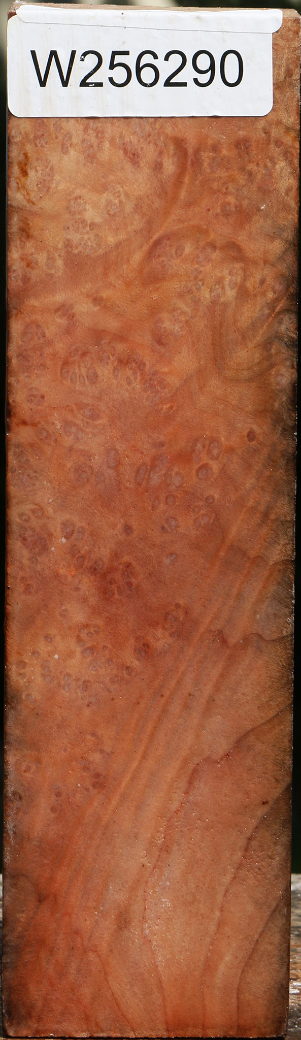 Madrone Burl Peppermill