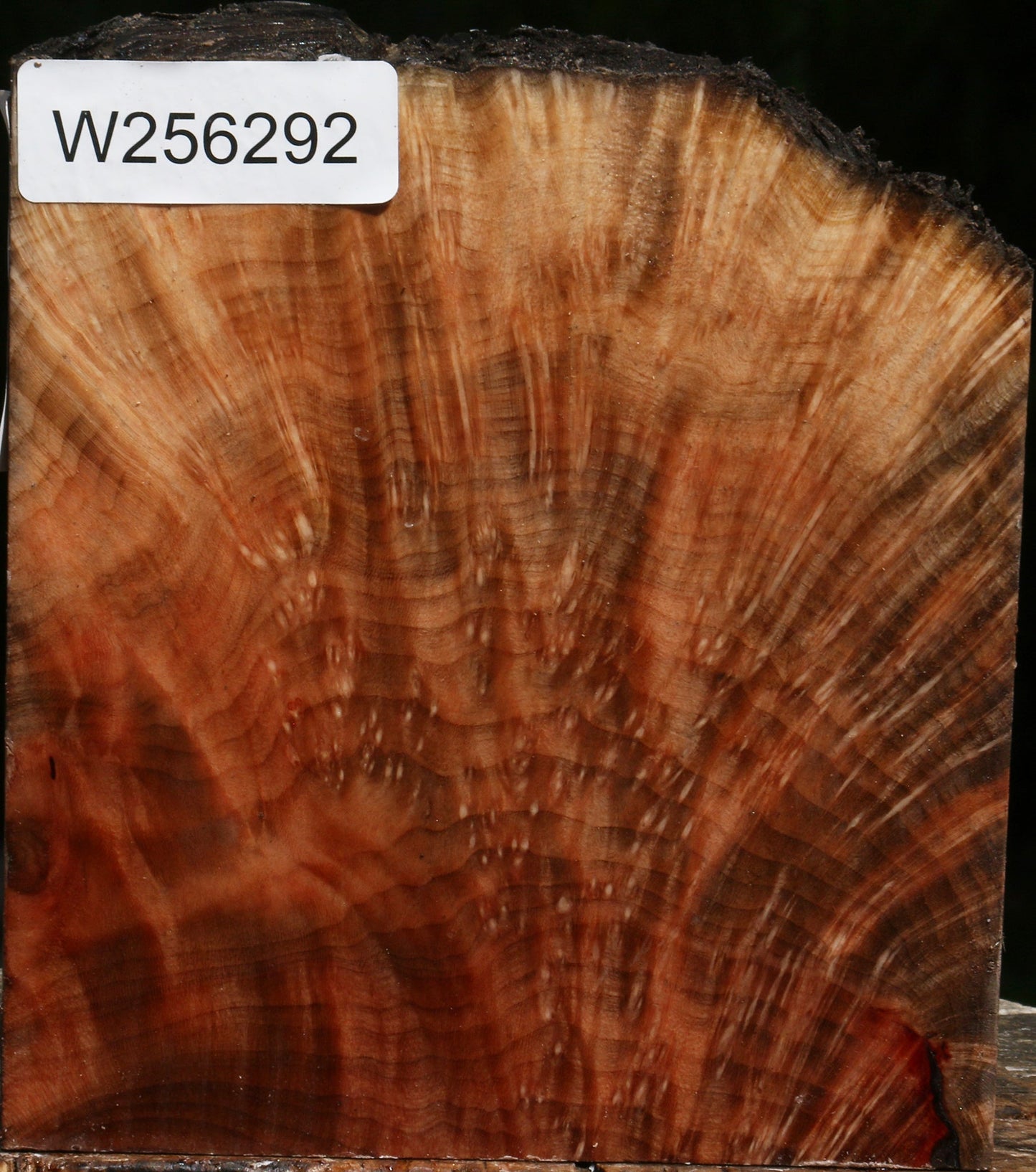 Madrone Burl Live Edge Turning Blank