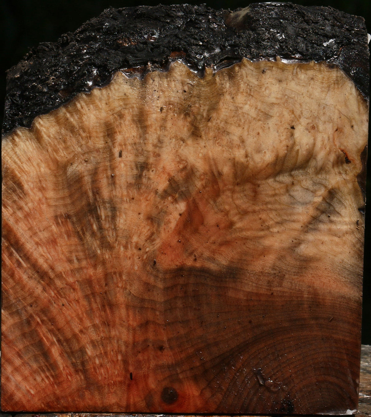Madrone Burl Live Edge Turning Blank
