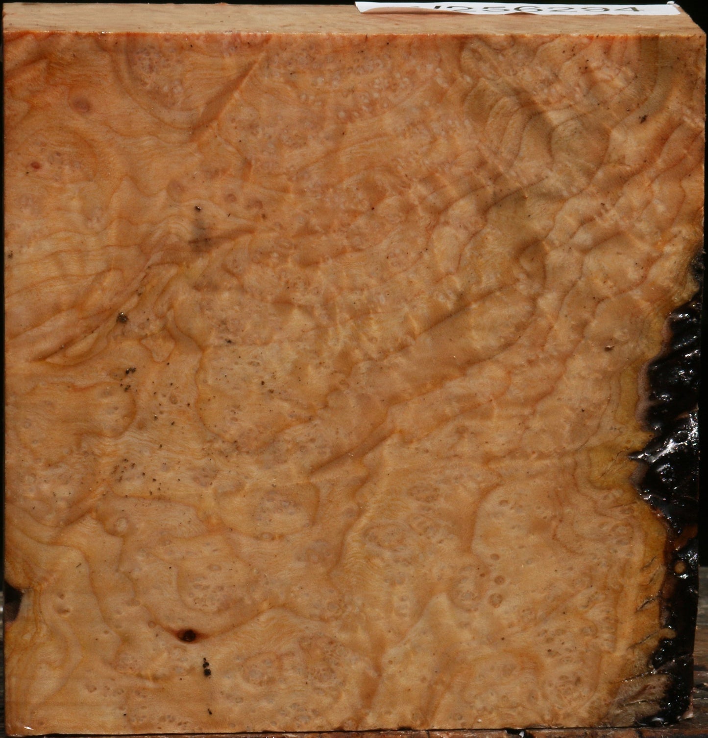 Madrone Burl Bowl Blank