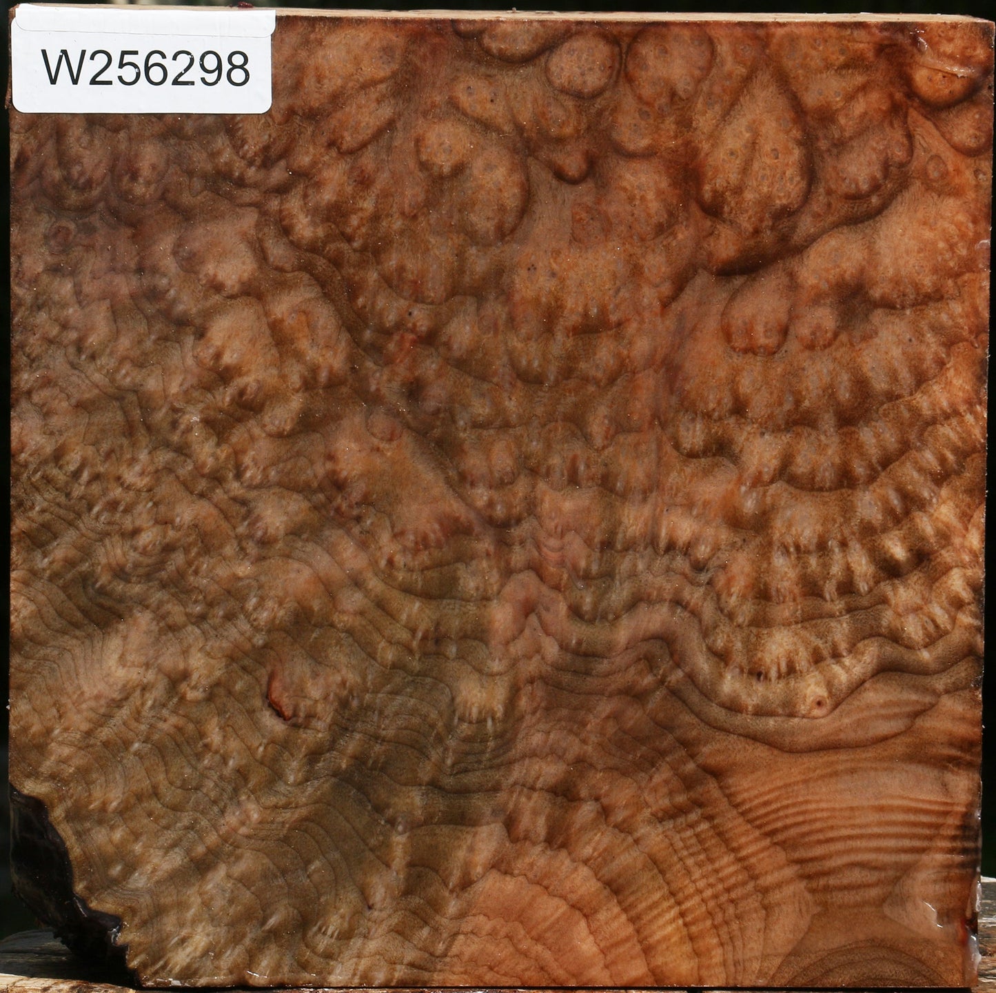 Madrone Burl Bowl Blank