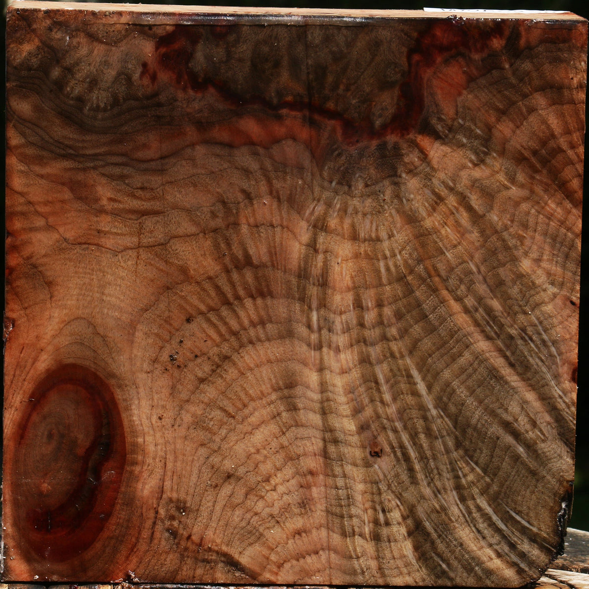 Madrone Burl Bowl Blank