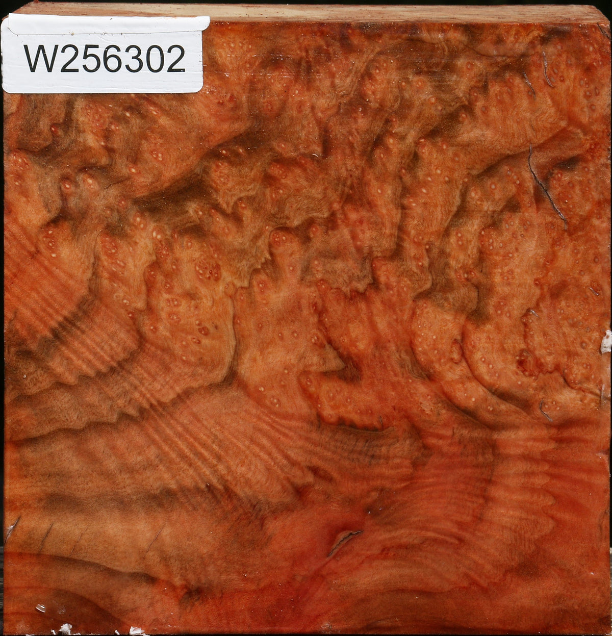 Madrone Burl Bowl Blank