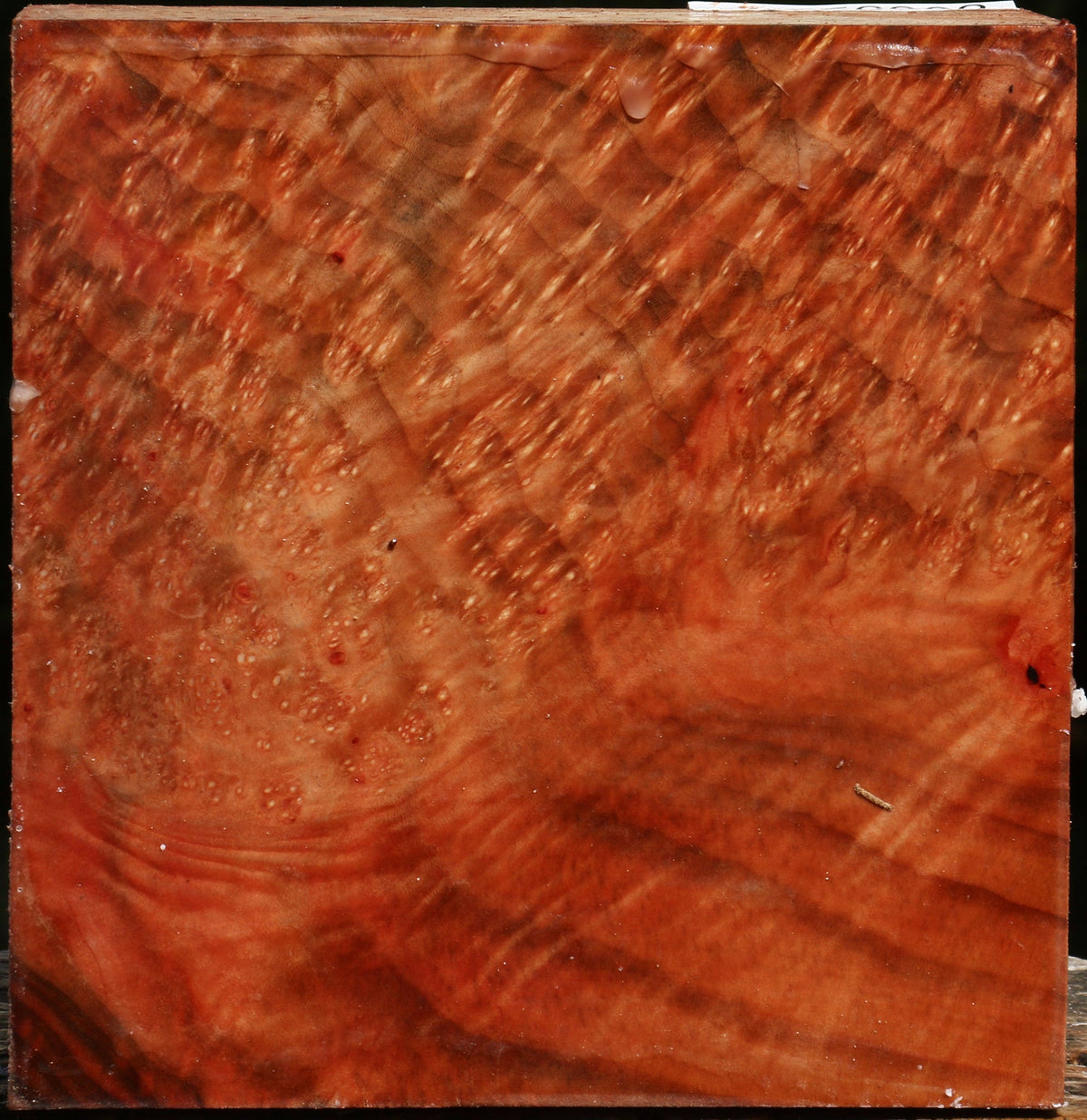 Madrone Burl Bowl Blank