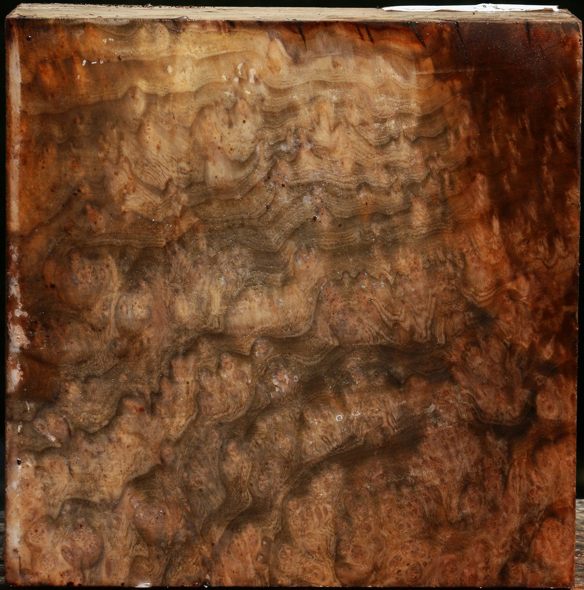 Madrone Burl Bowl Blank