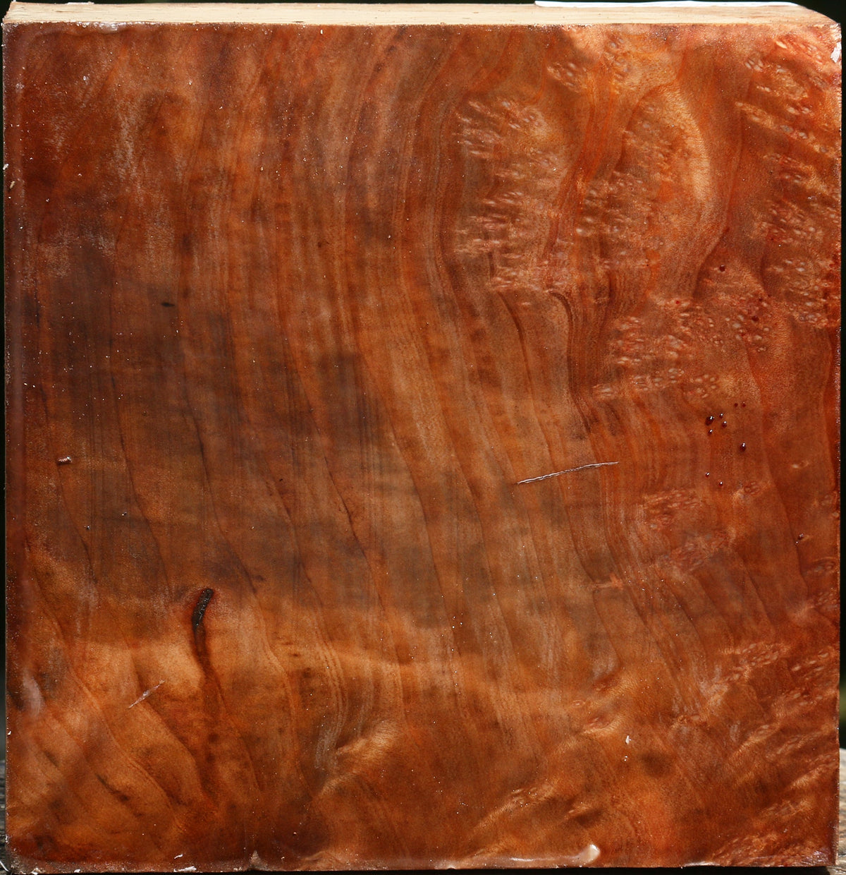 Madrone Burl Bowl Blank