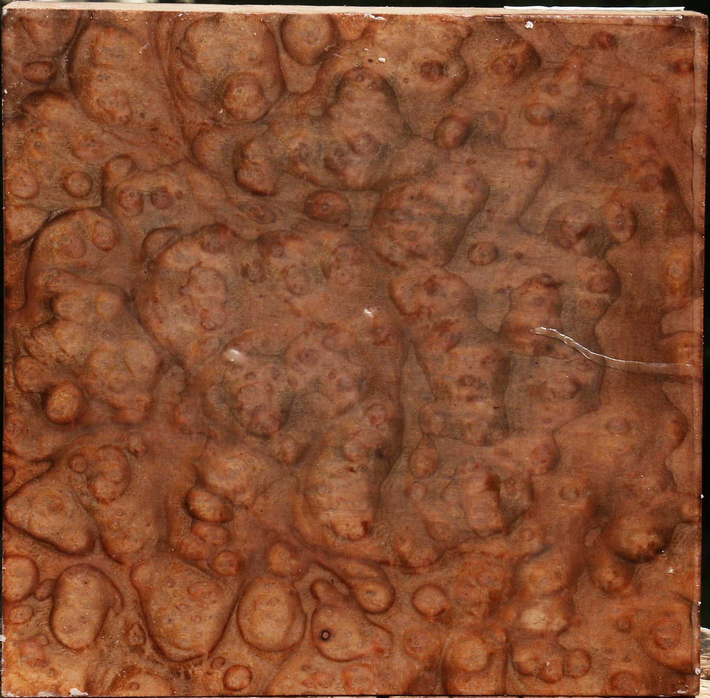 Exhibition Madrone Burl Bowl Blank