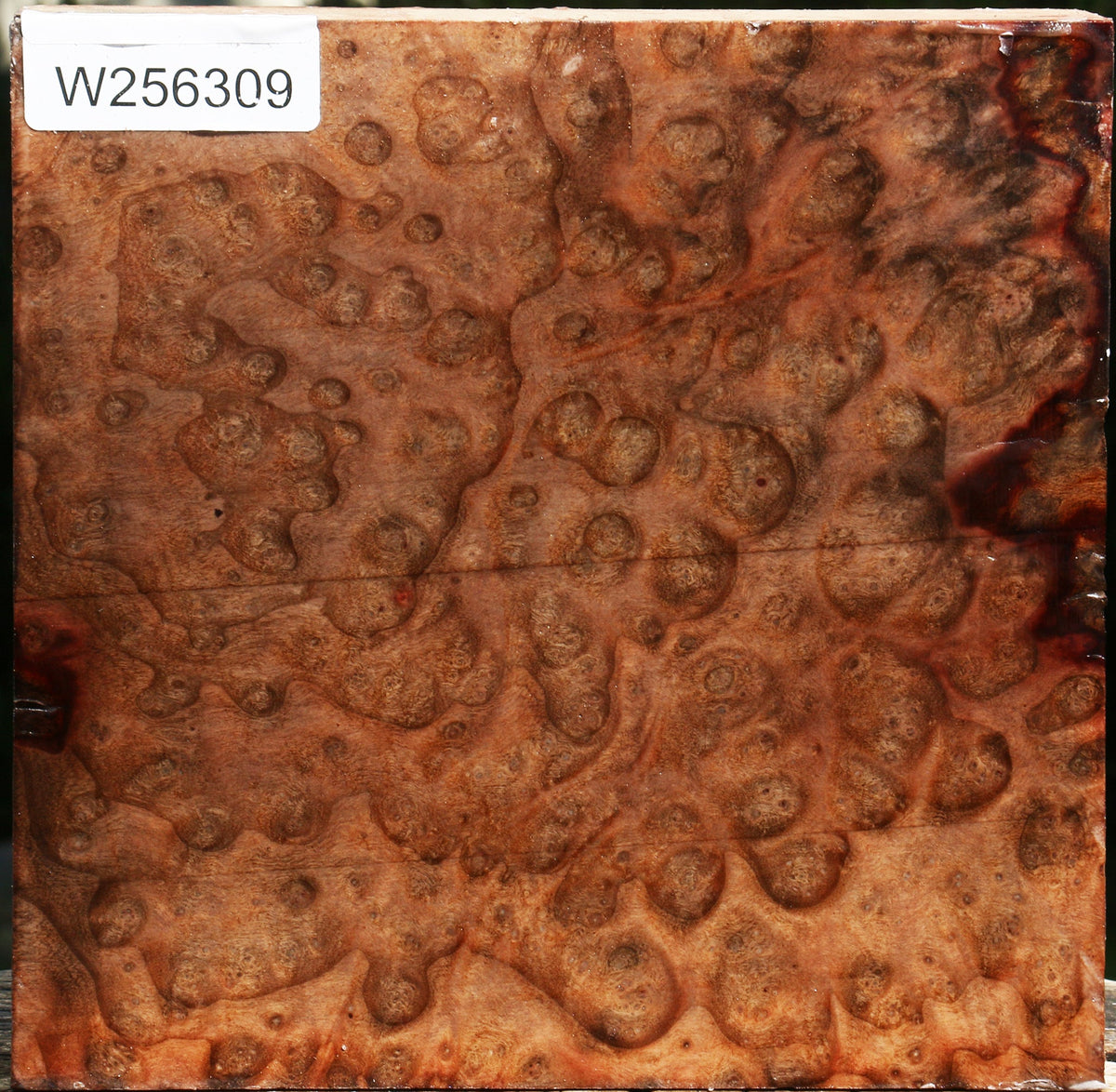 Exhibition Madrone Burl Bowl Blank