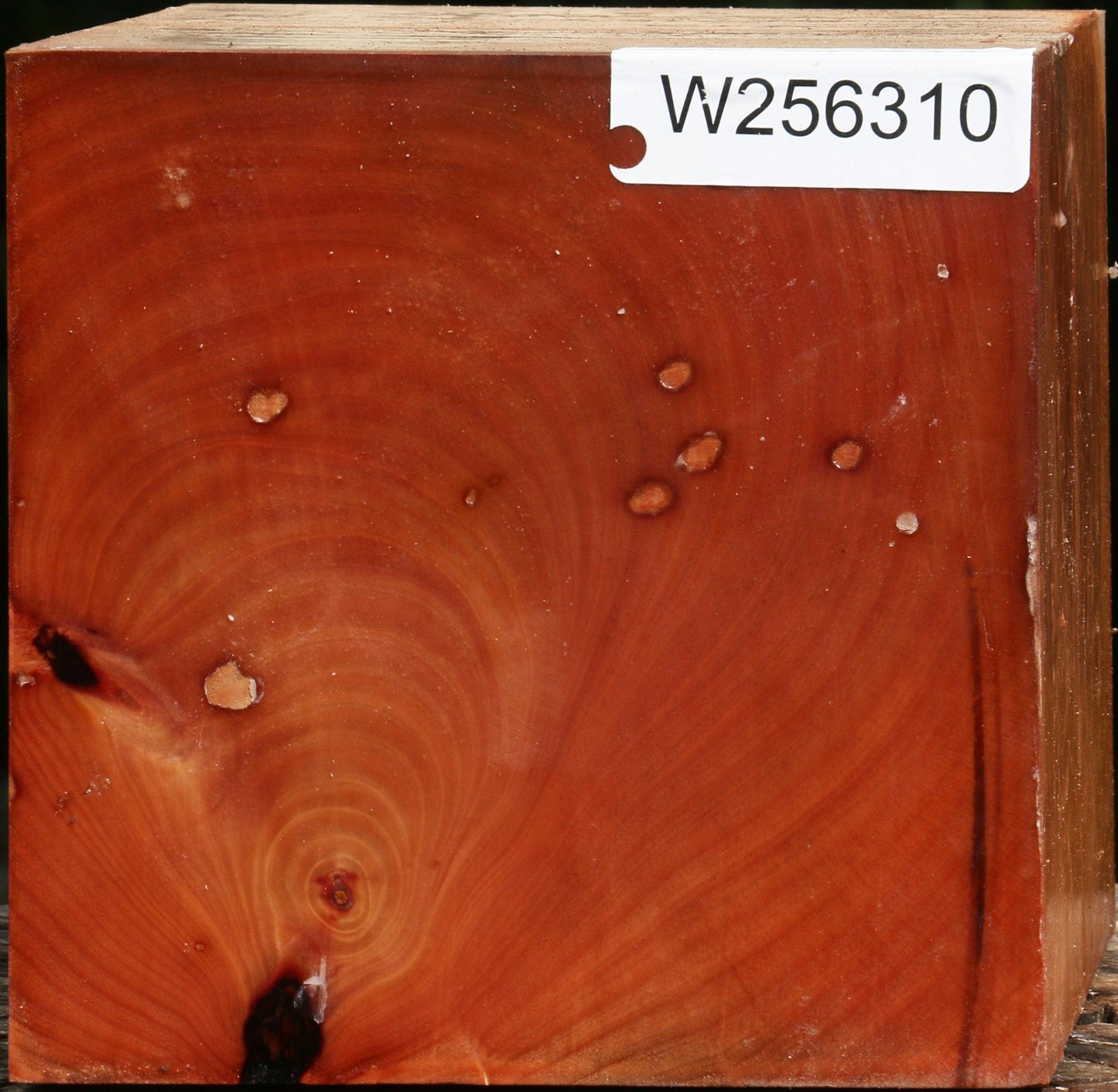 Madrone Turning Blank
