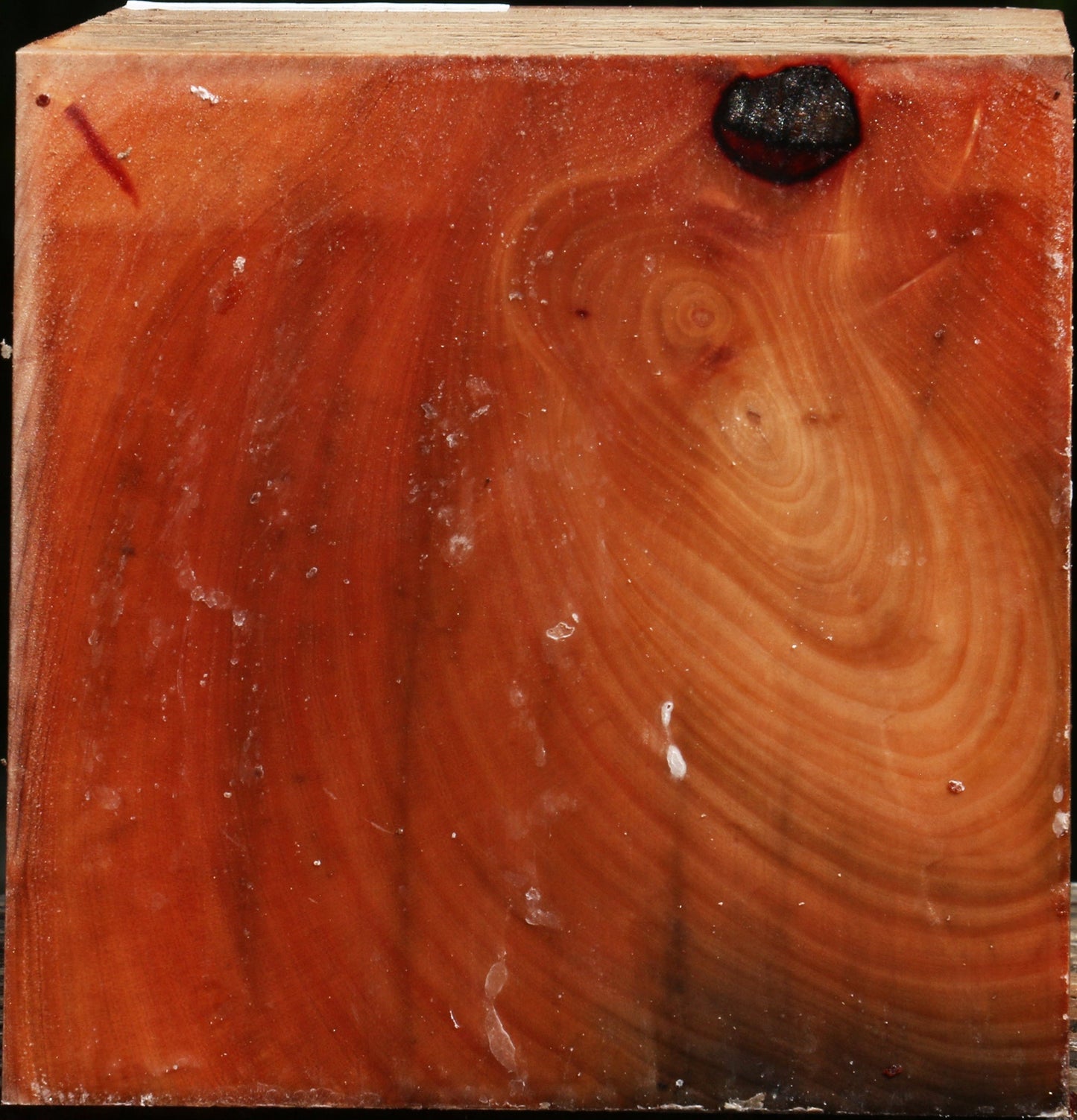 Madrone Turning Blank