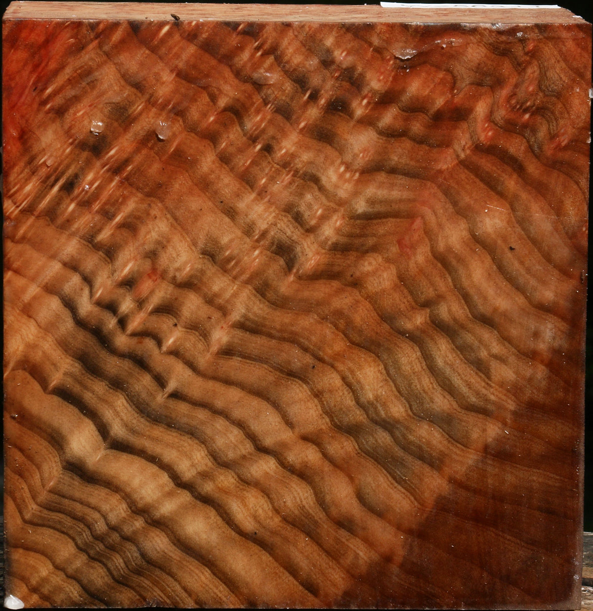 Madrone Burl Bowl Blank